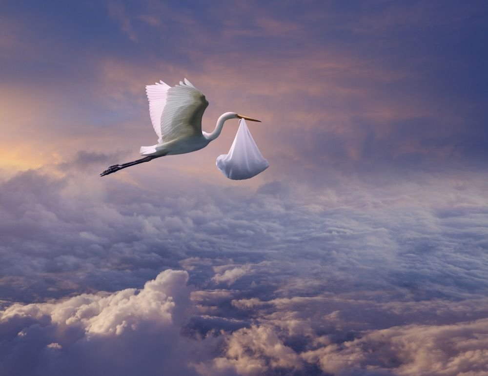 a spirituality of storks