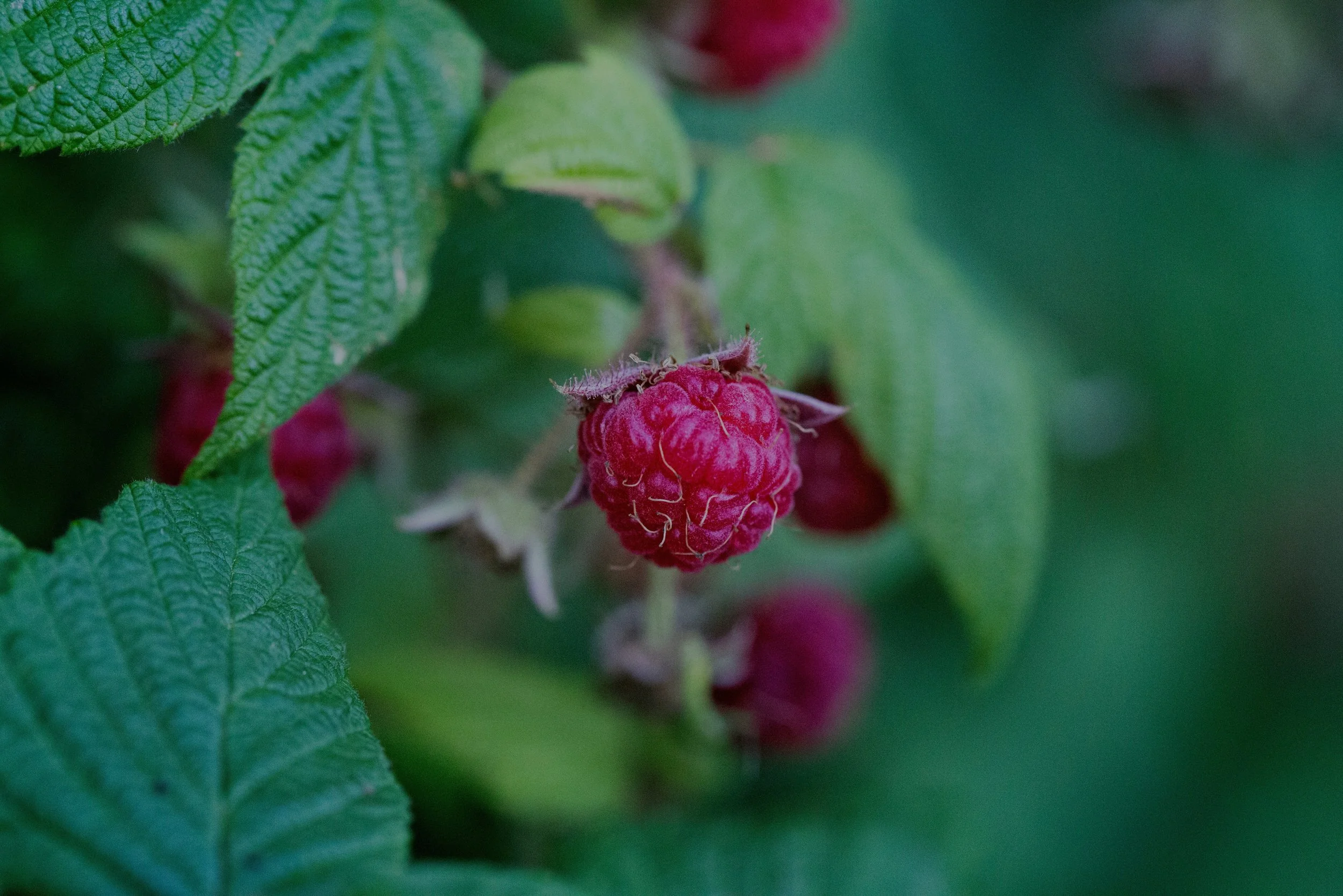 gardening, Snow White, & apologetics