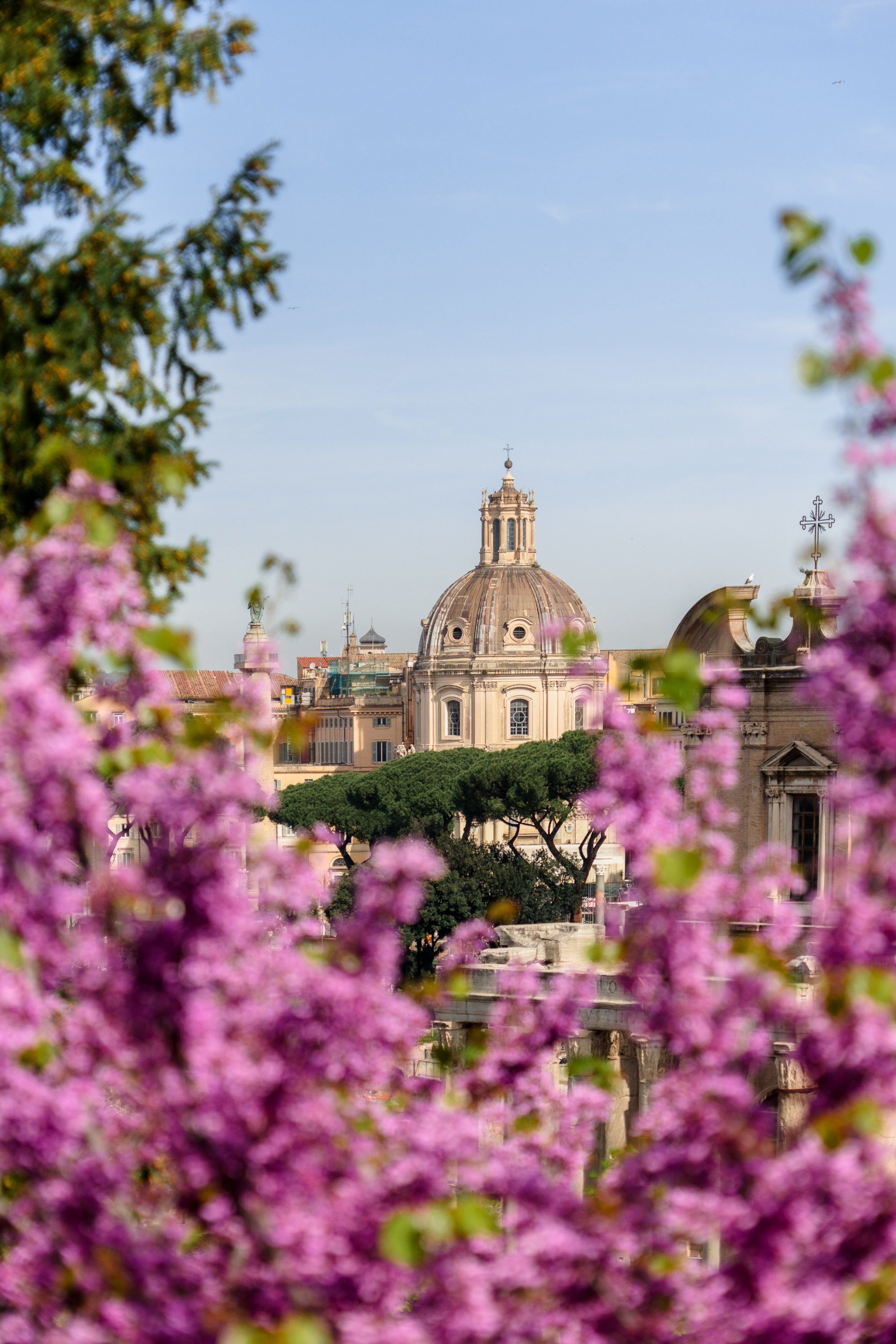 A cityscape with classical domed buildings, framed by pink flowers and green trees in the foreground, under a clear daytime sky.