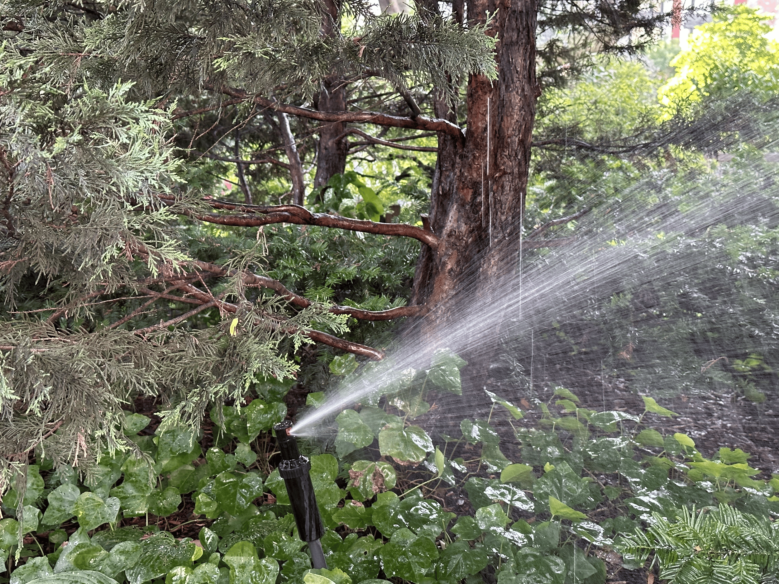 Watercolor illustration of an old rusted green watering can.