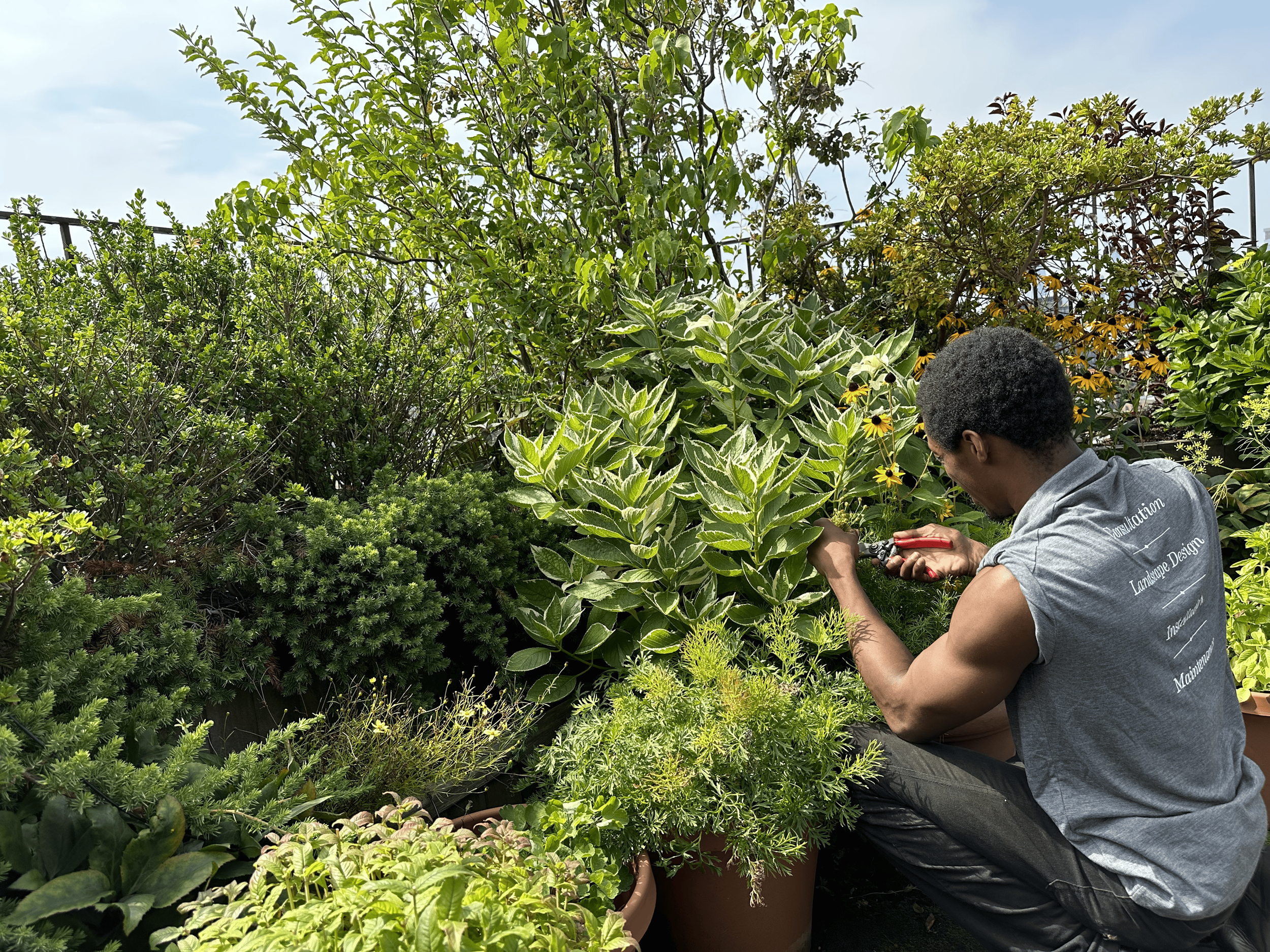 Watercolor painting of pruning shears with beige handles and silver blades.