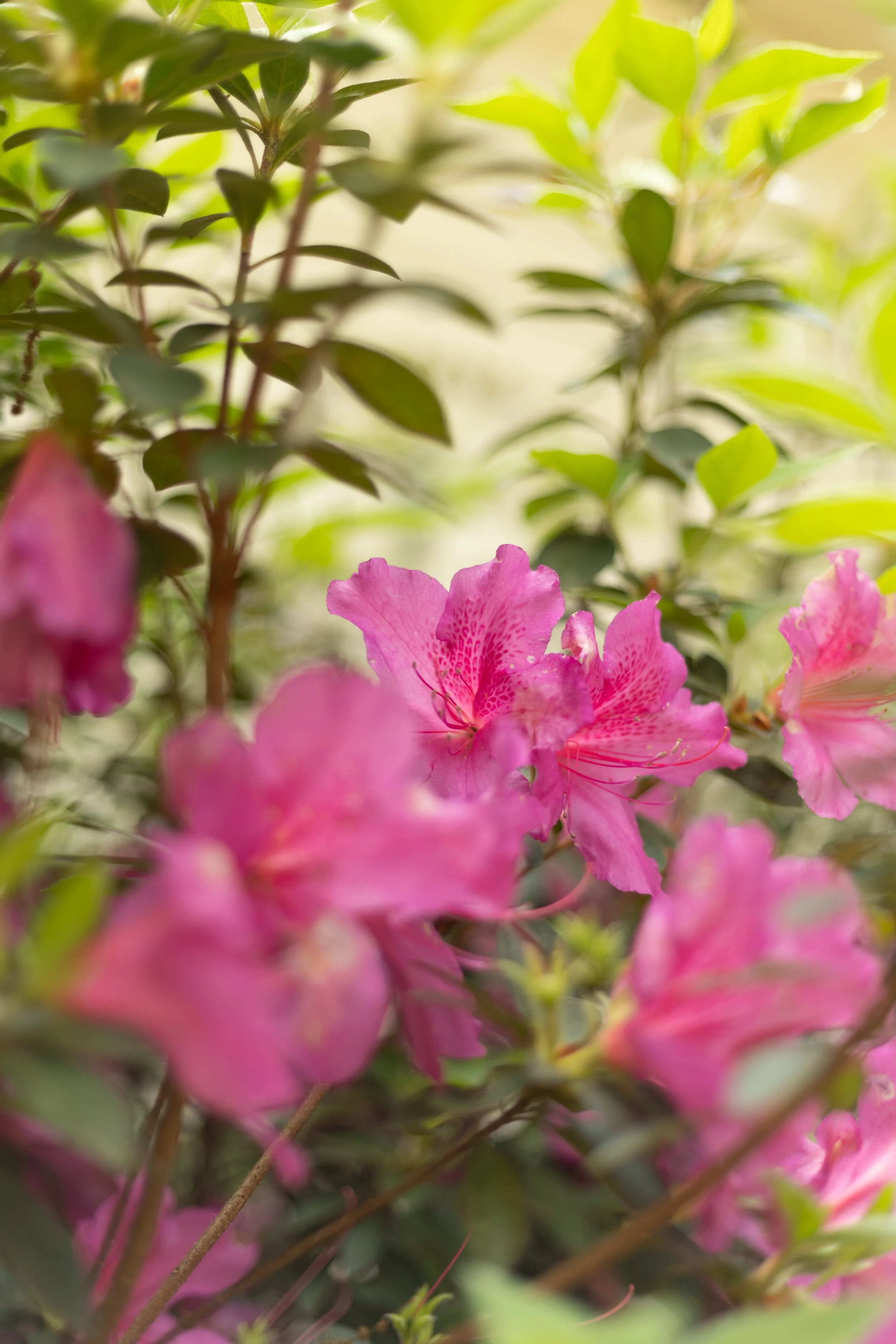 Close-up of pink azalea flowers with green leaves in the background.