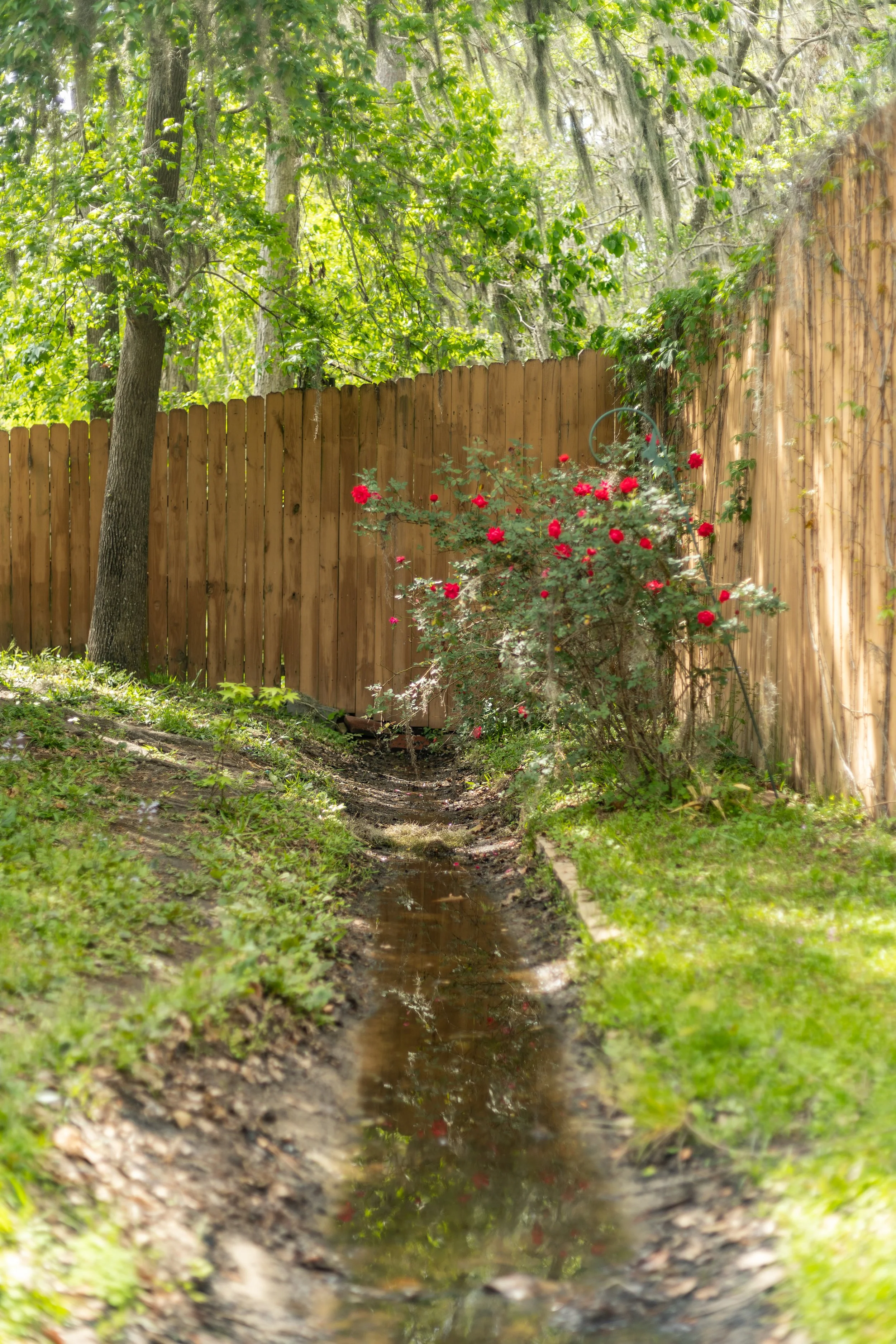 A backyard scene featuring a wooden fence, a rose bush with pink flowers, a small creek running through the grass, and trees with green leaves in the background.