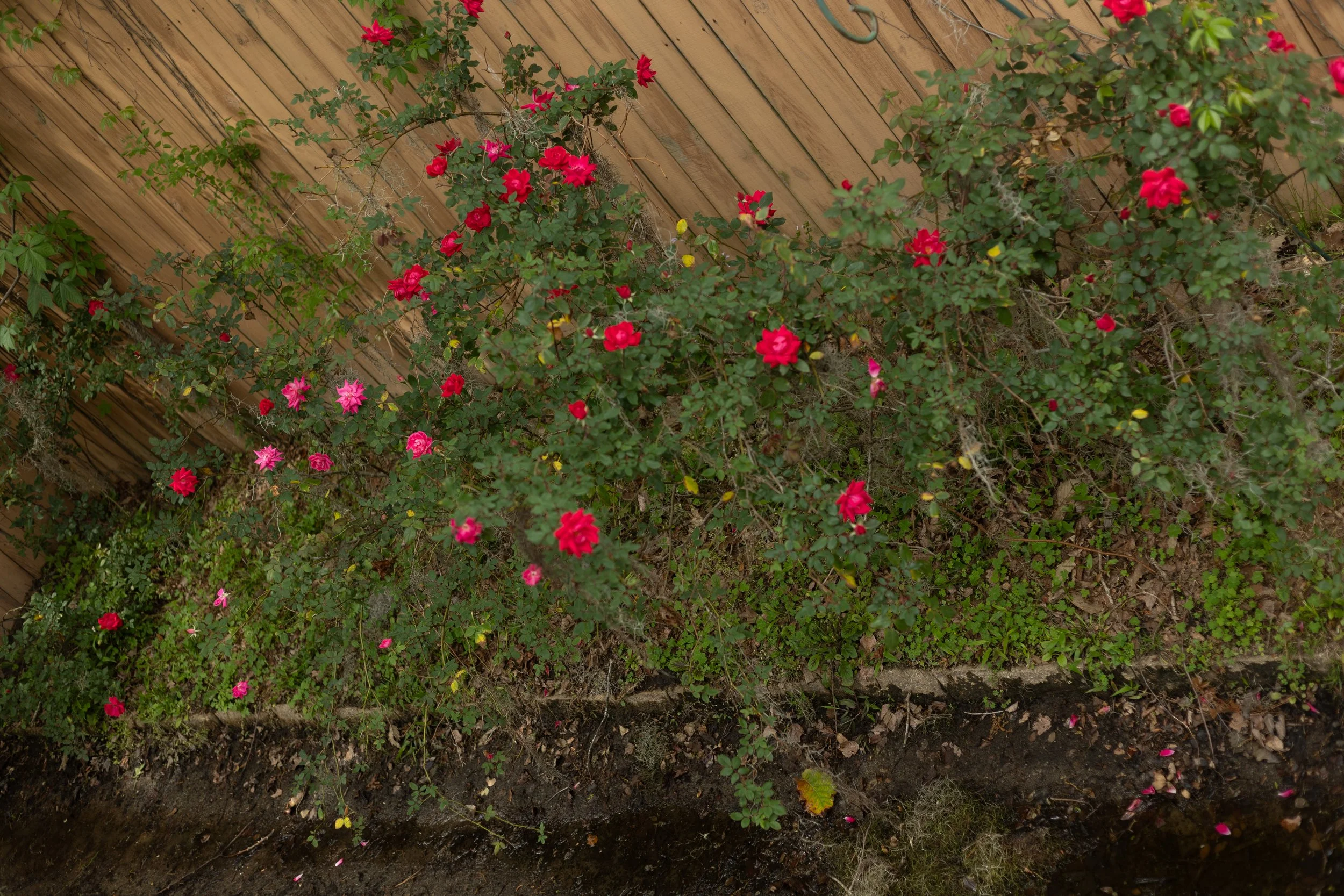A garden bed with red and pink flowering plants along a wooden fence, with some green foliage and fallen flowers on the soil.