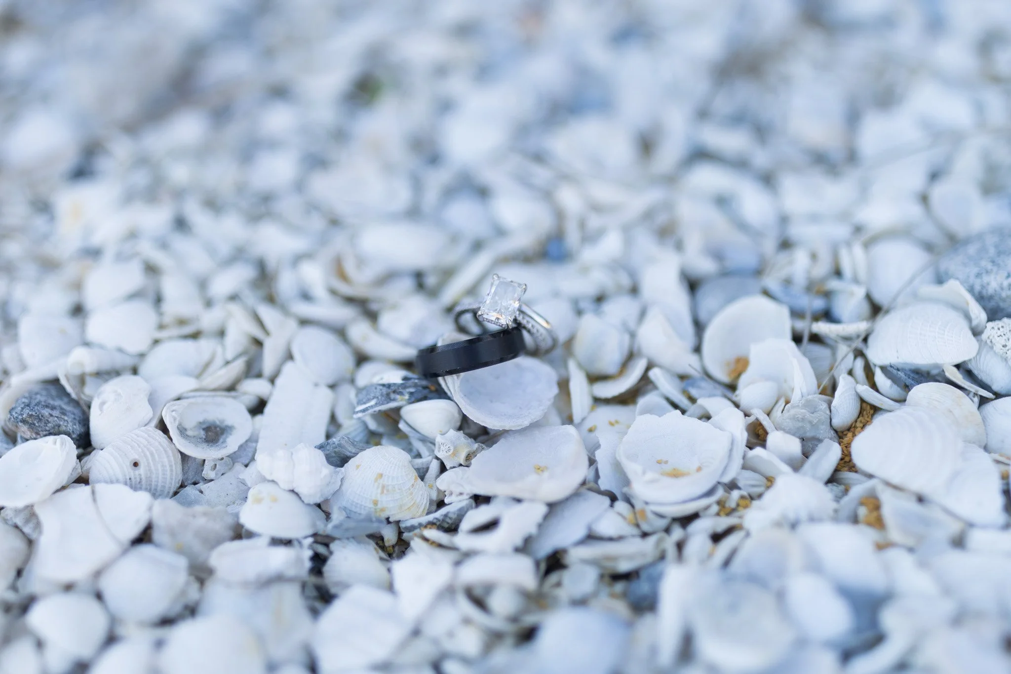 wedding rings in shells on tybee island 