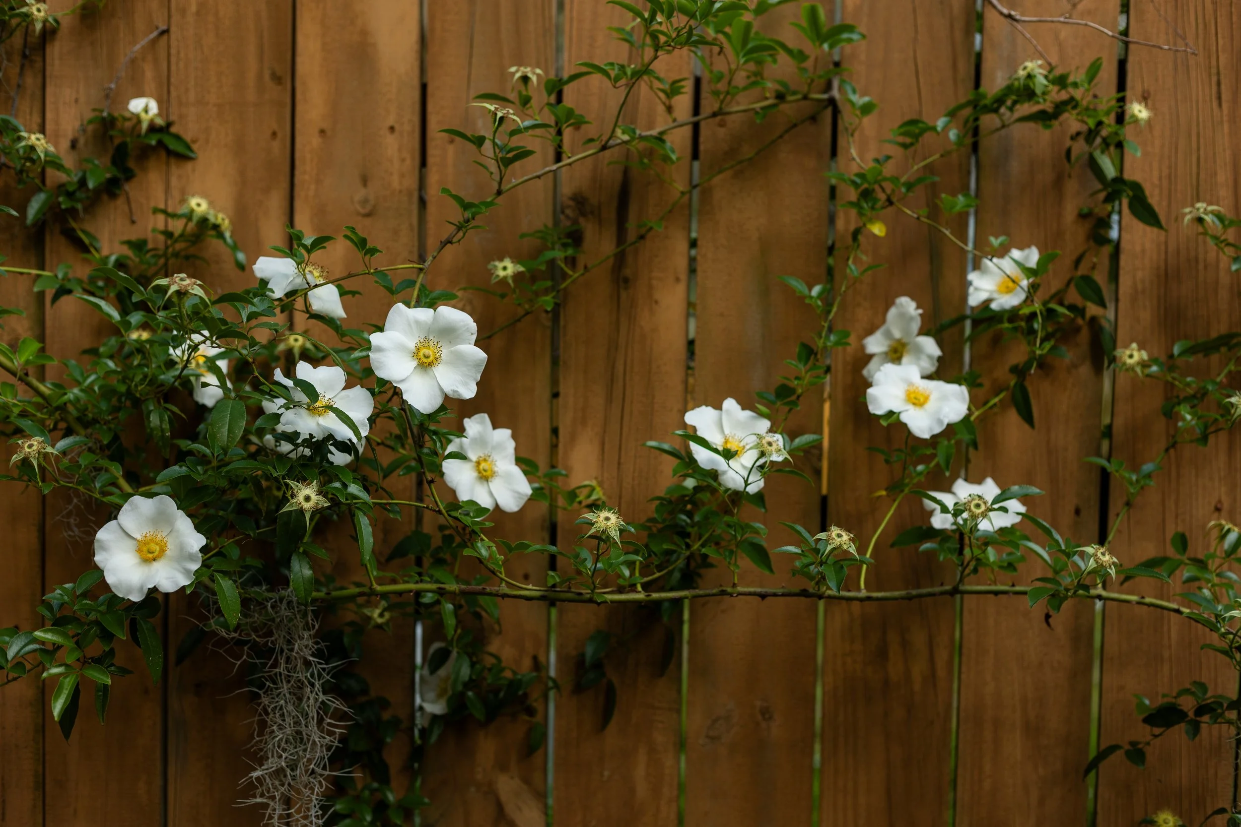 White flowers with yellow centers growing against a wooden fence.