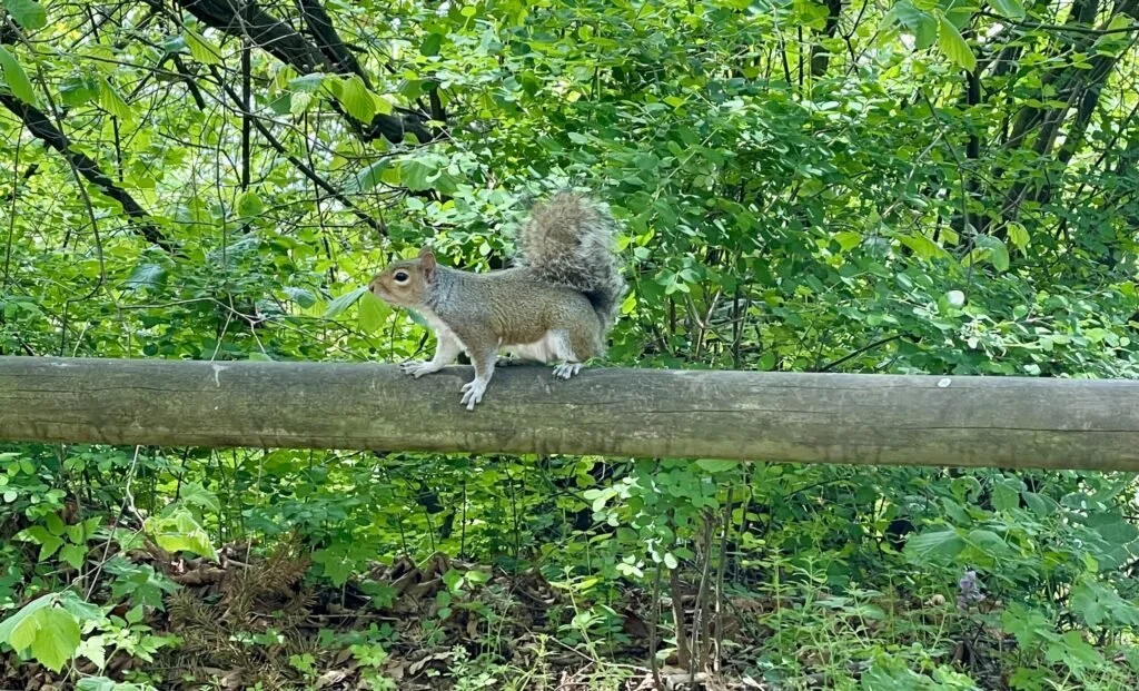 On Squirrels and Perseverance
