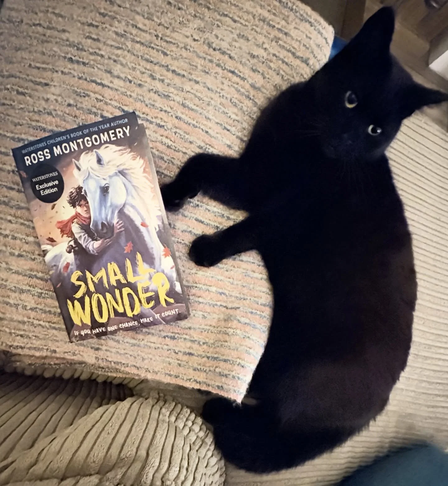 Last year, I AM REBEL by @mossmontmomery made me bawl my eyes out. I loved it unreservedly 🐶 As I settled down to read SMALL WONDER, I did not arm myself with tissues. After all, how often does lightning strike twice I told myself. Reader, by not ev