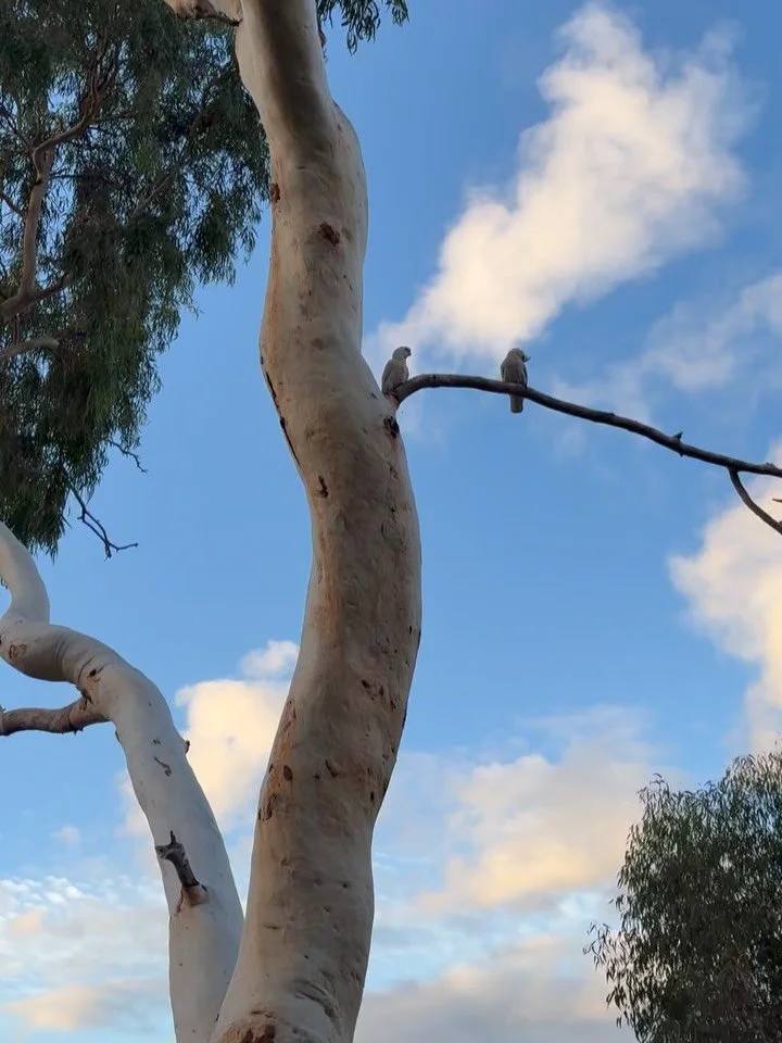 Say Hello to my little friends 🐦🪶 Then also my not-so-little friend 😼 #research #cockatoos