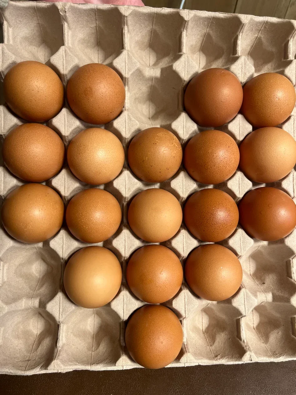Økologiske brune egg fra Lohman-høner