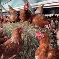 Hønene liker å få litt høy og kvister som de kan dra ut, nappe og spise. 