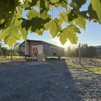 Den ene mobile hønevogna fra Østerrike hvor 540 høner bor