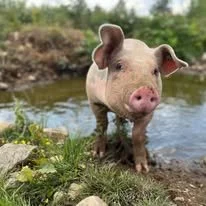 Frilandsgris fra gården med bringebær, halmseng og bademuligheter.