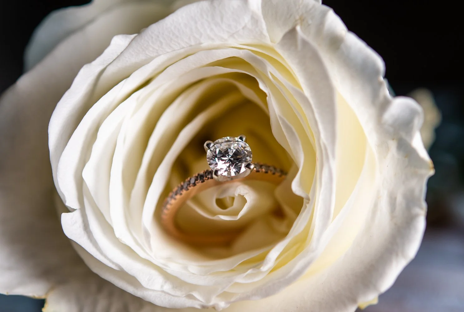 Close-up of a diamond engagement ring placed inside a white rose.
