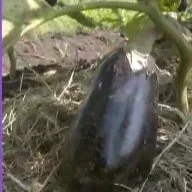 Eggplant.jpg