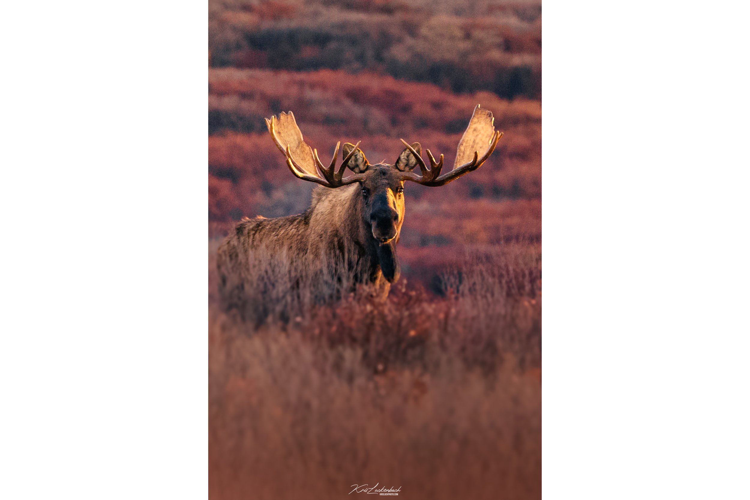 moose.jpg