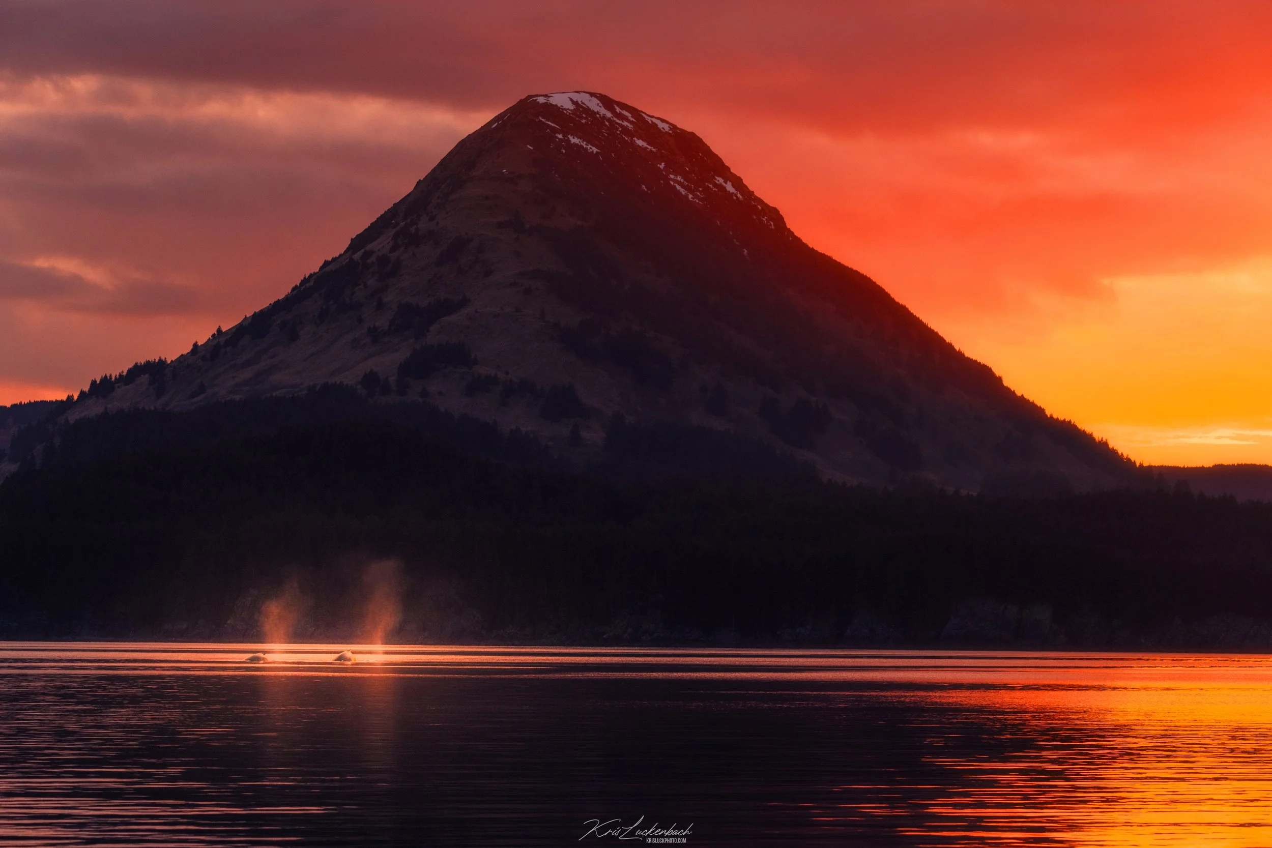 Humpback Whales Monashka Sunset.jpg