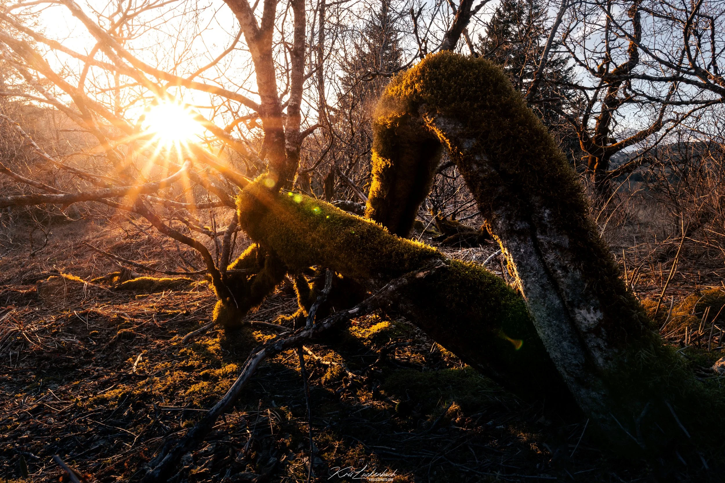 Star of the Forest.jpg