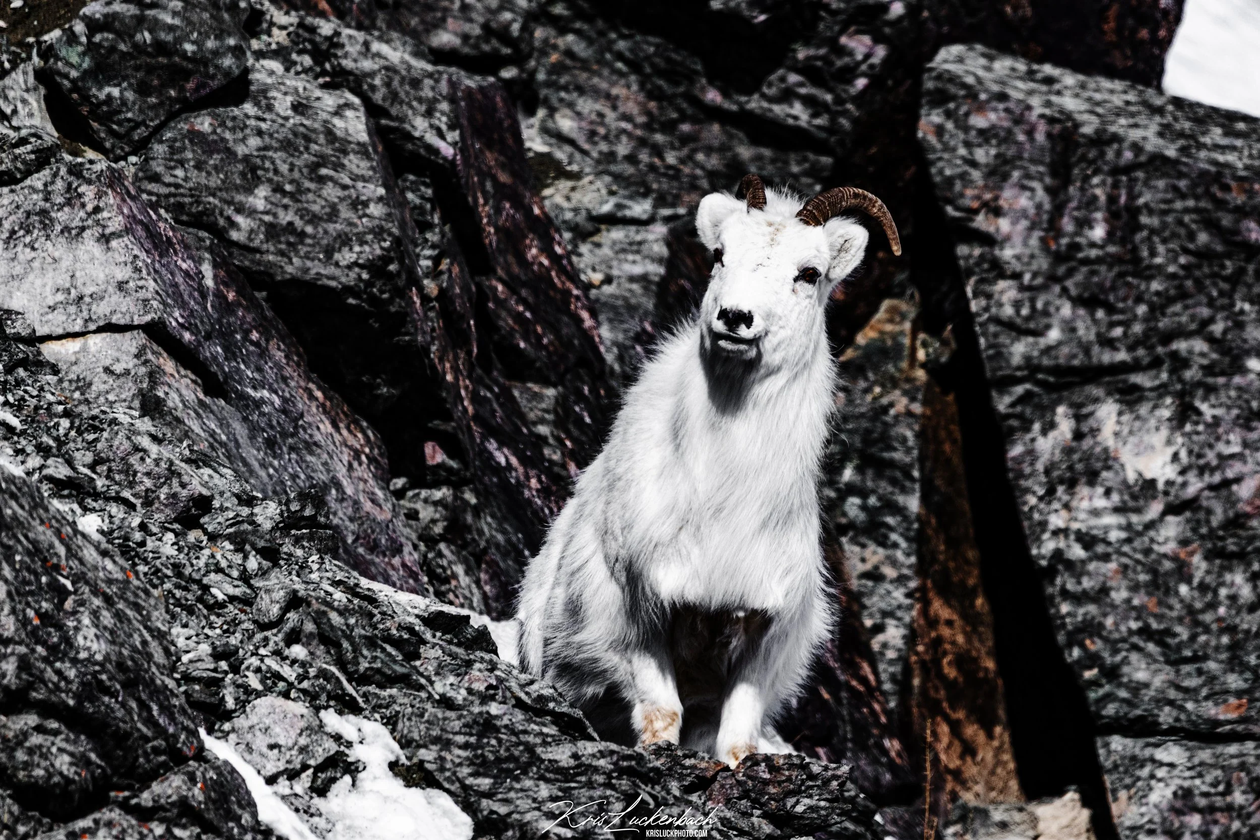 Dall Sheep Face On.jpg