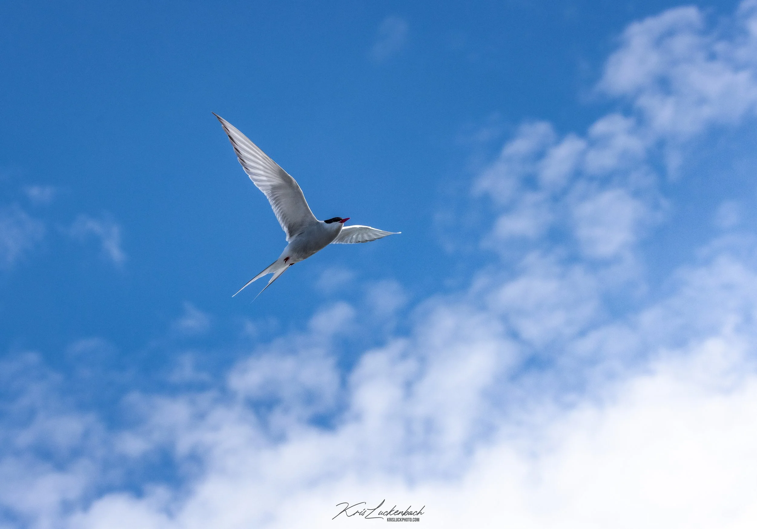 Arctic Tern.jpg