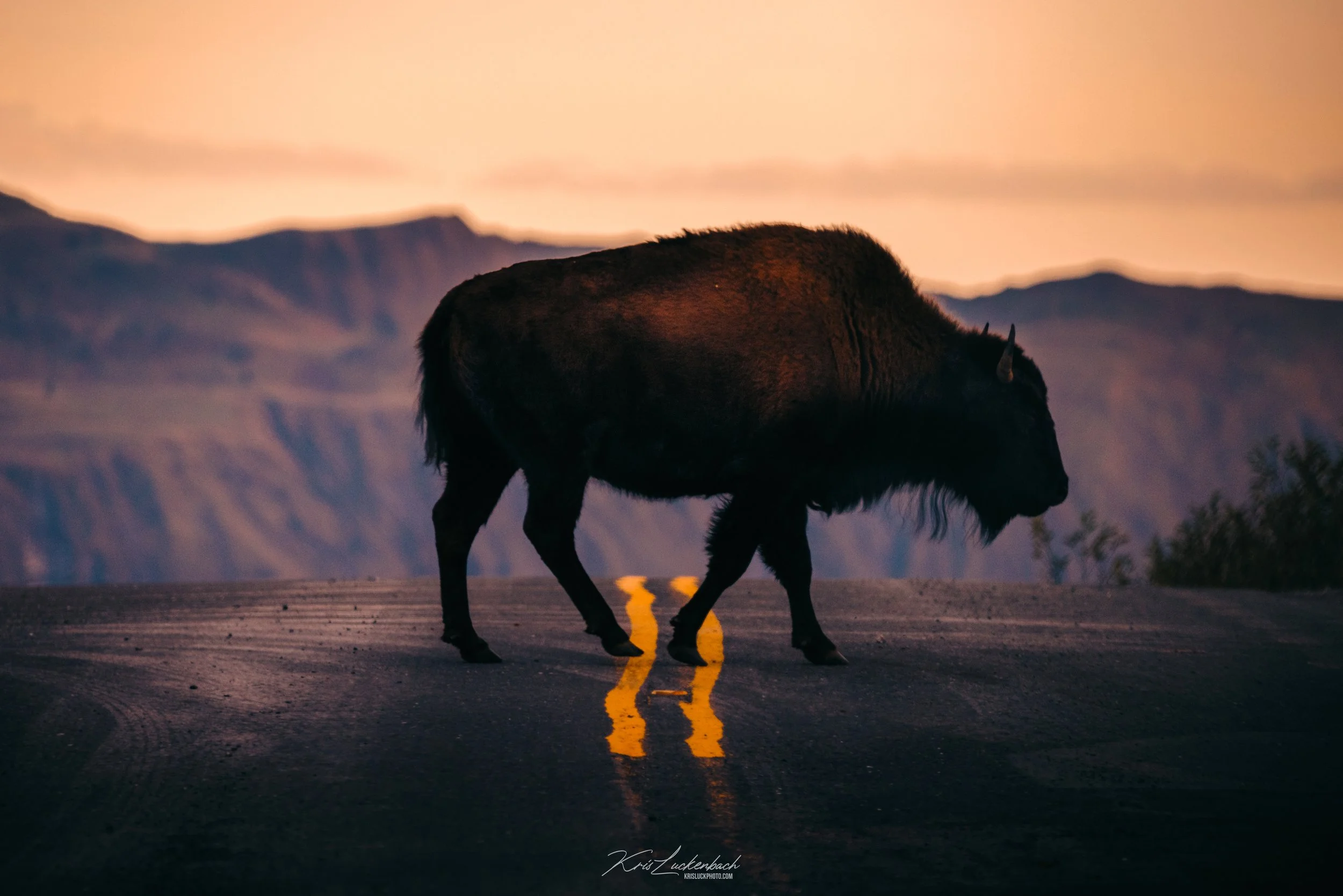 Bison in Road - Kodiak.jpg