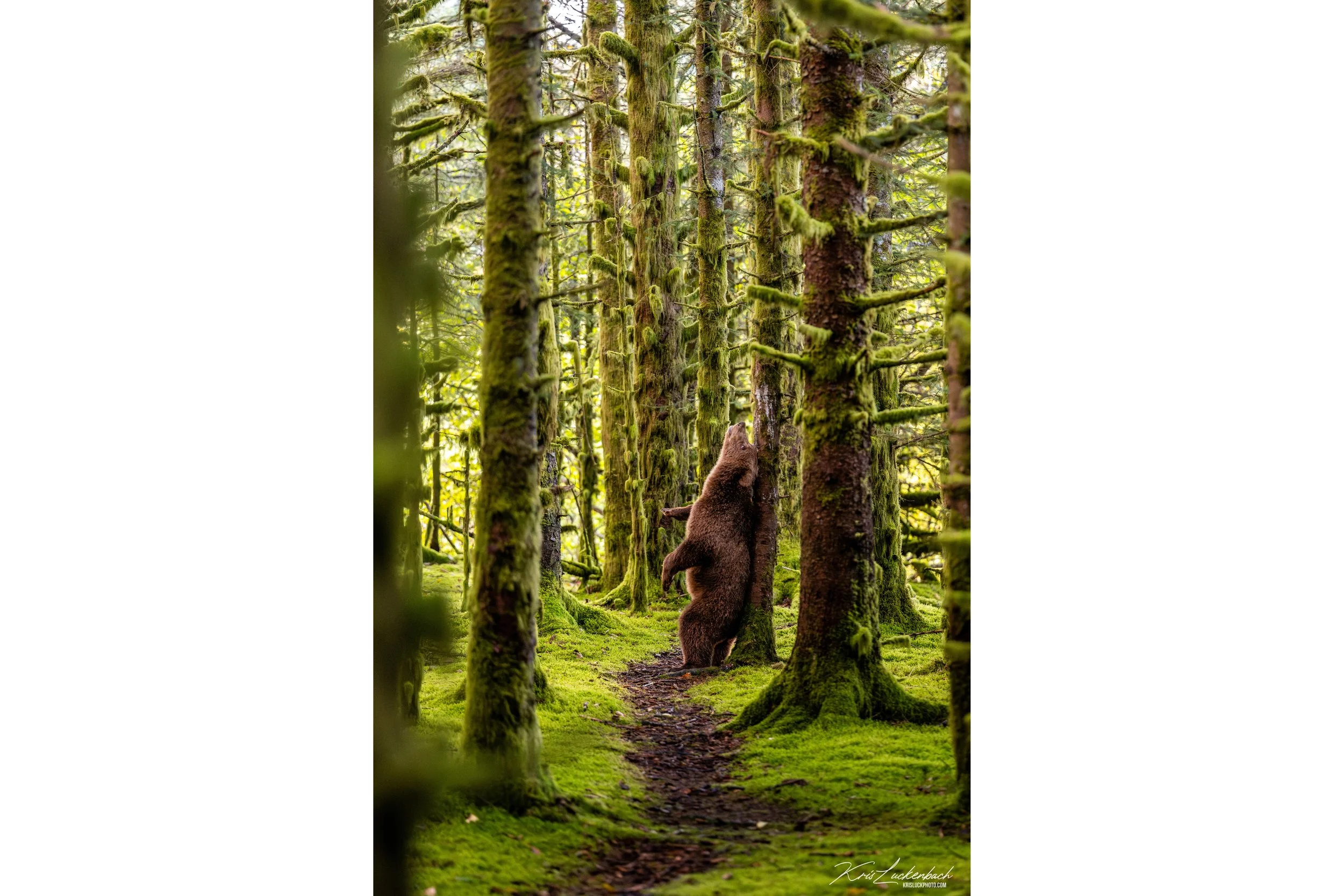 bear on tree.jpg
