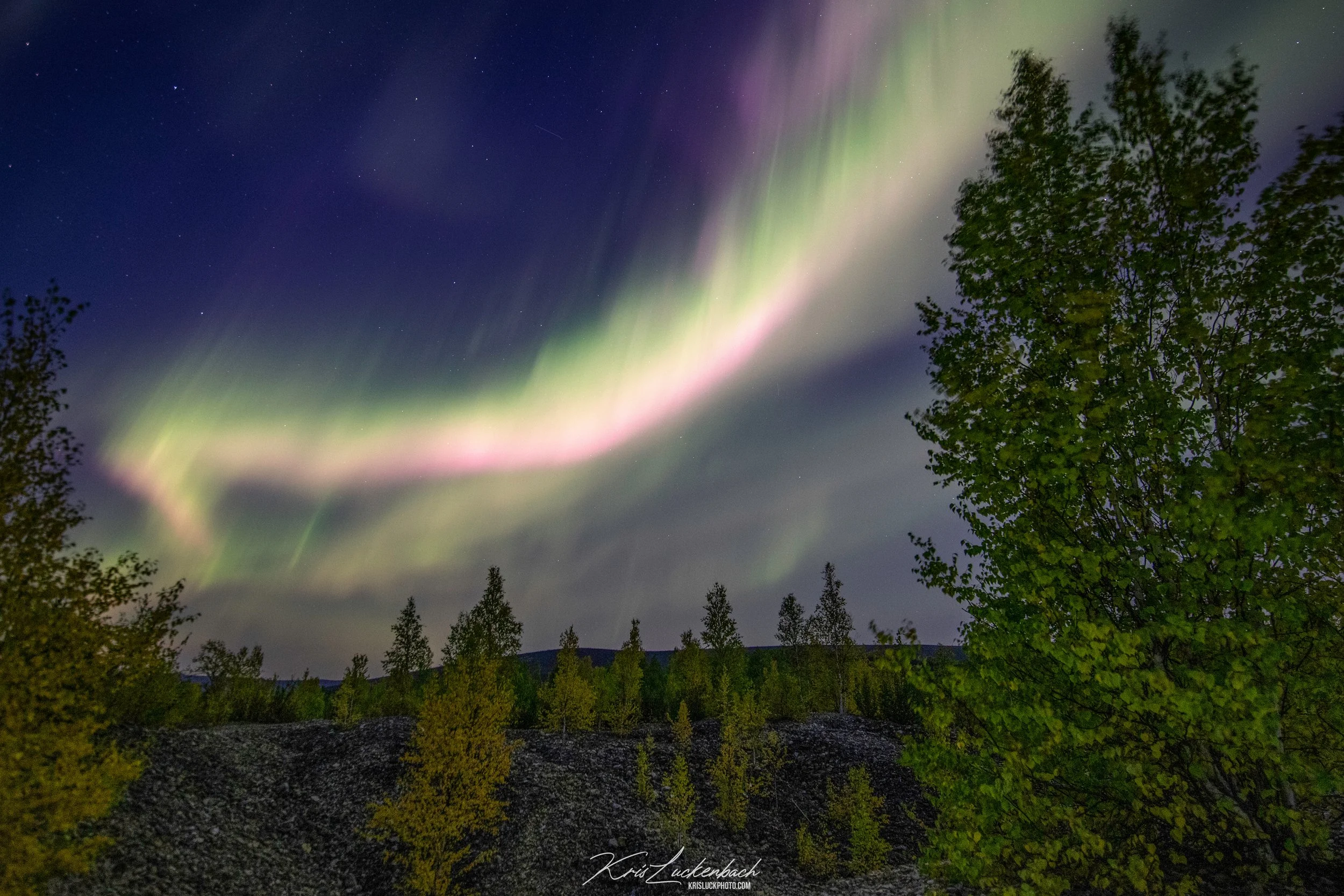 Aurora in an Autumn Forest.jpg