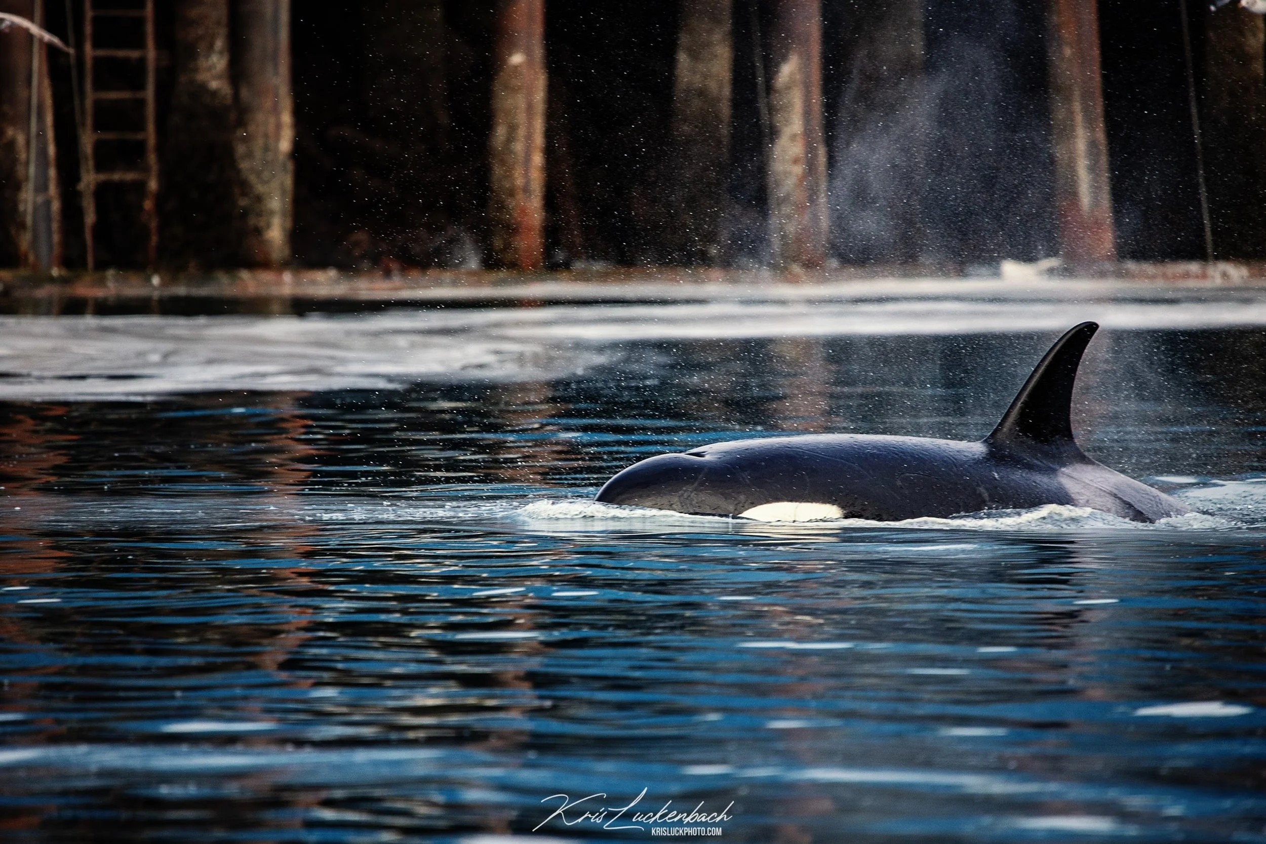 Orca in Kodiak Harbor.jpg