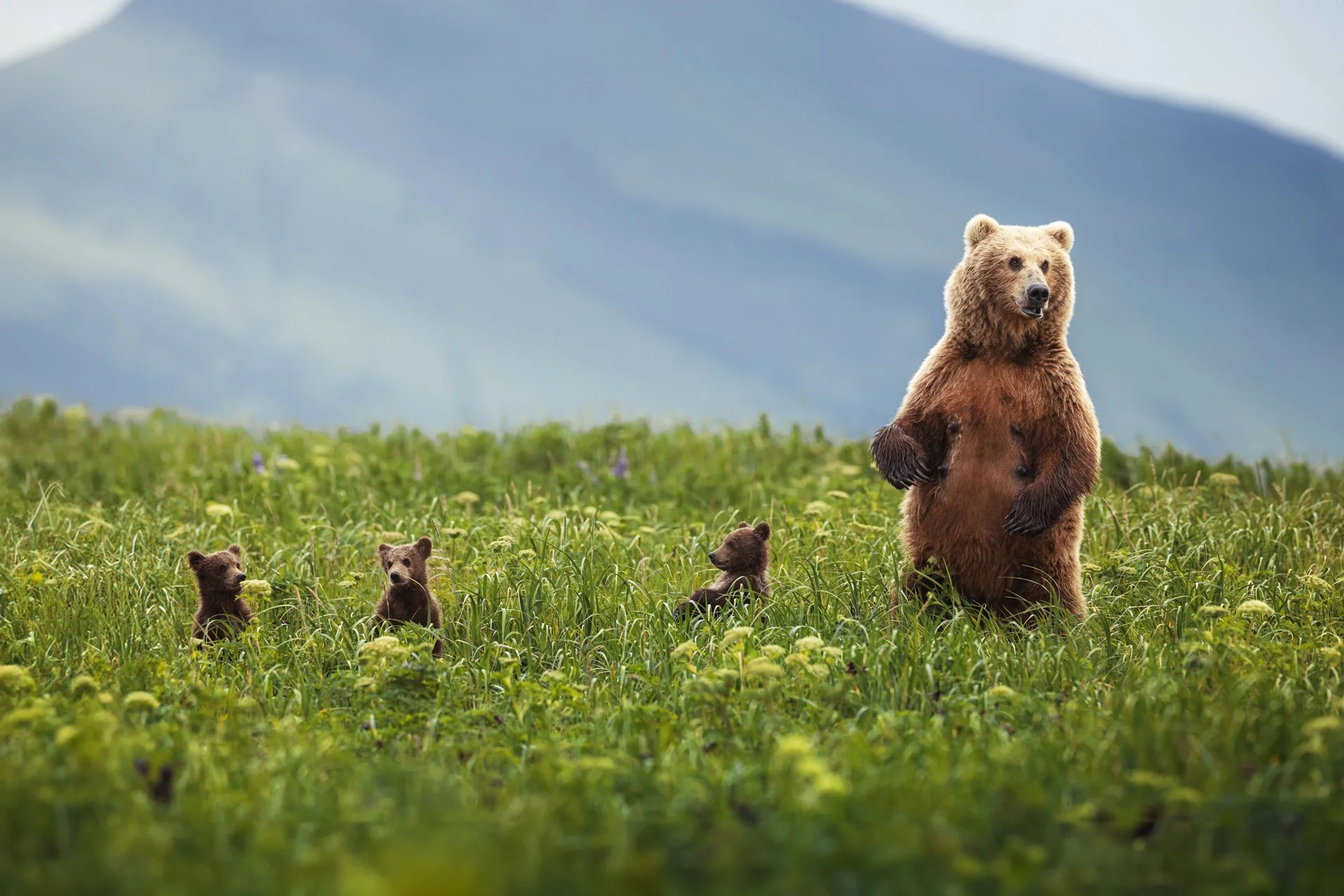 Eeeny Meeny Miny MOM