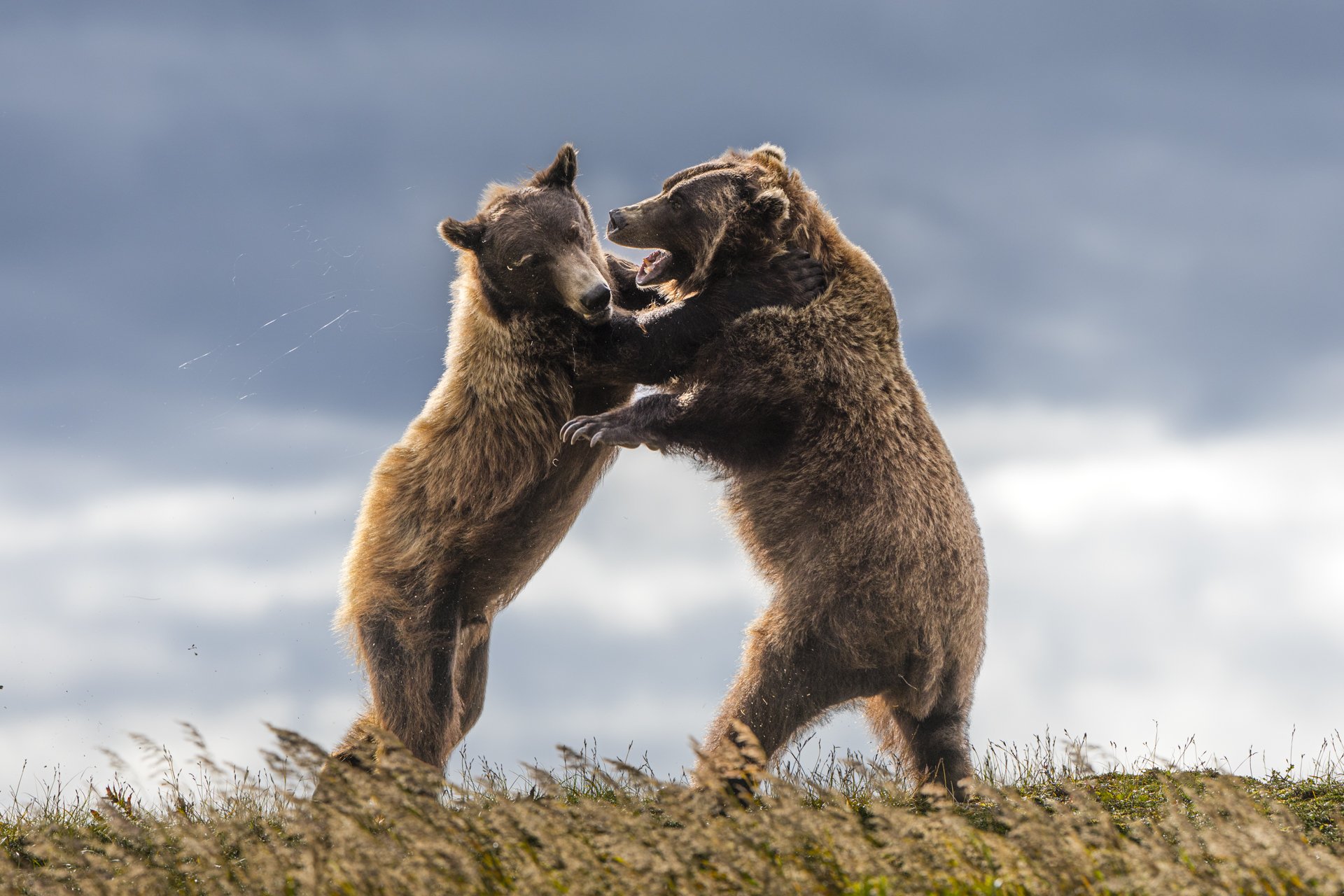 Battle of the Bulg(ing) Bears