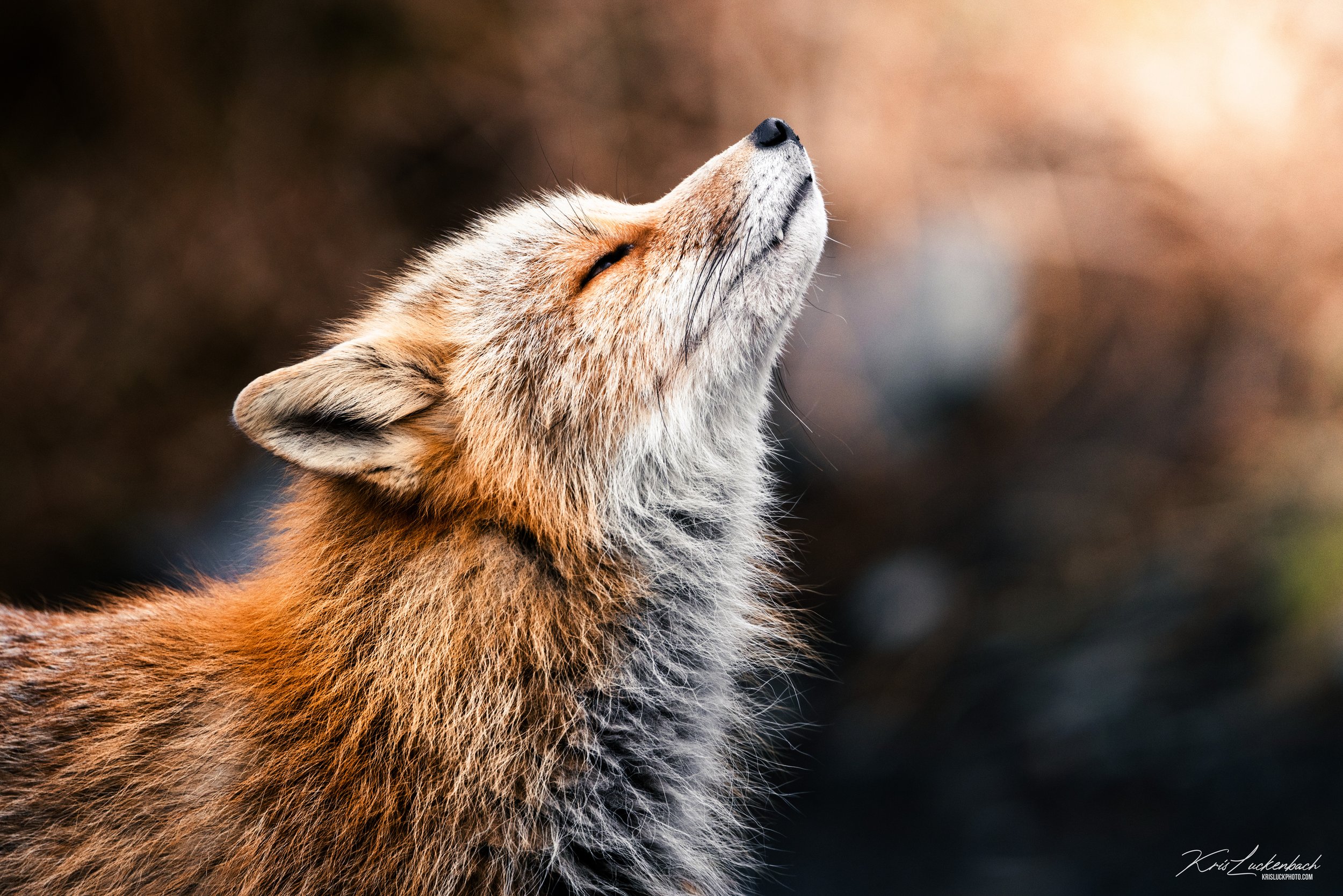 Red Fox Fresh Air.jpg