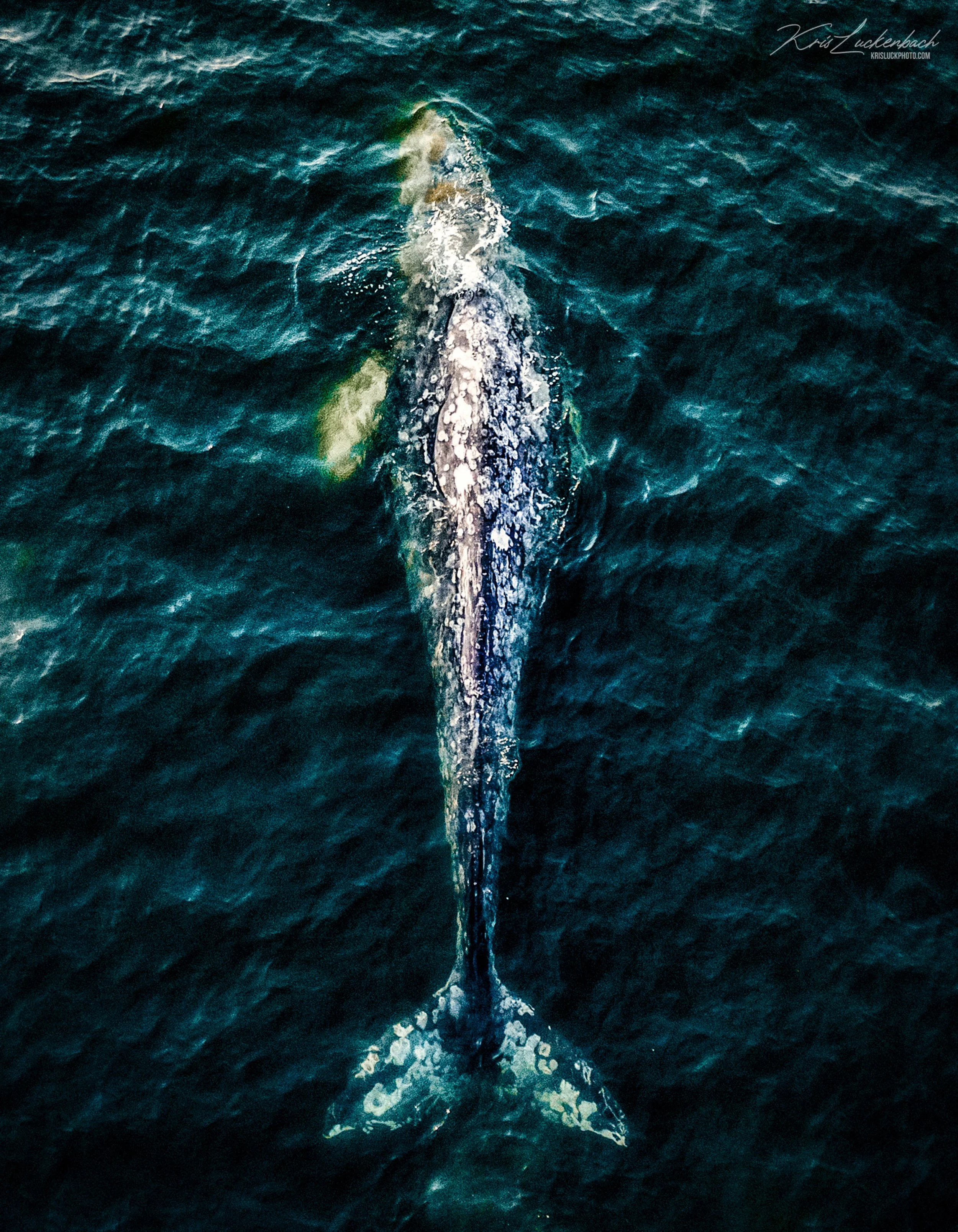 Humpback Whale.jpg