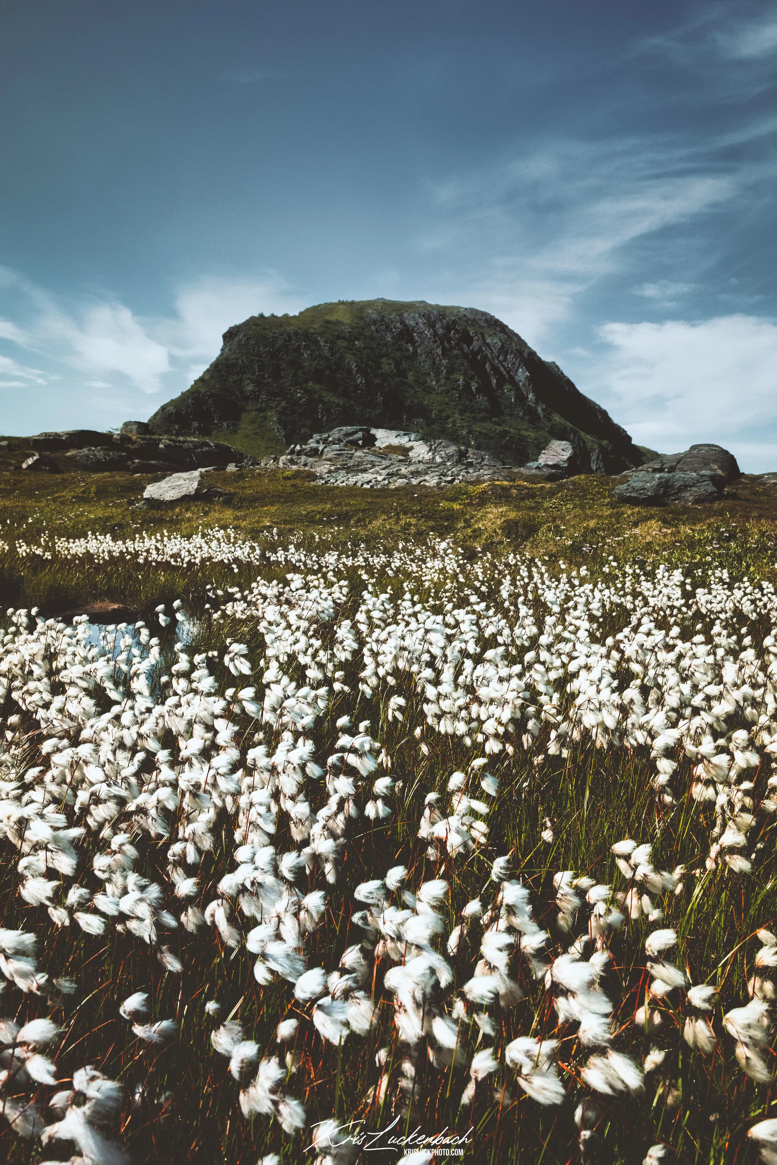 Cotton of Sharatin Mountain.jpg