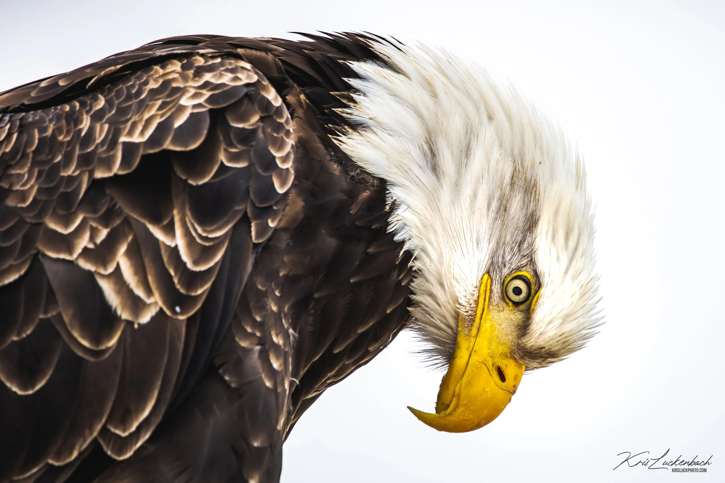 The Watcher of Kodiak.jpg