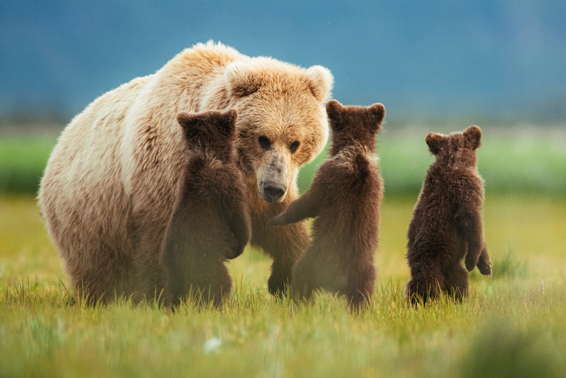 Which One of You DID THIS??