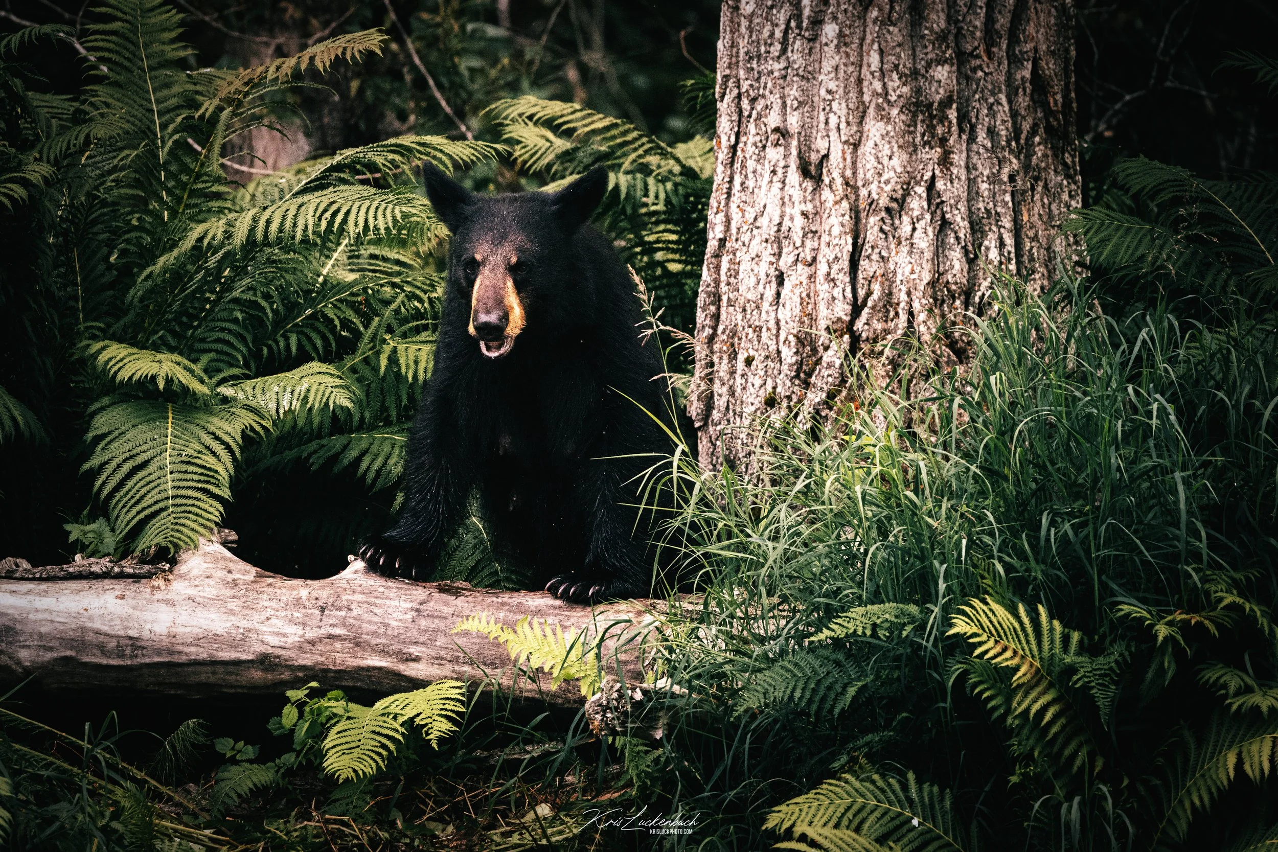 Queen of the Kenai.jpg