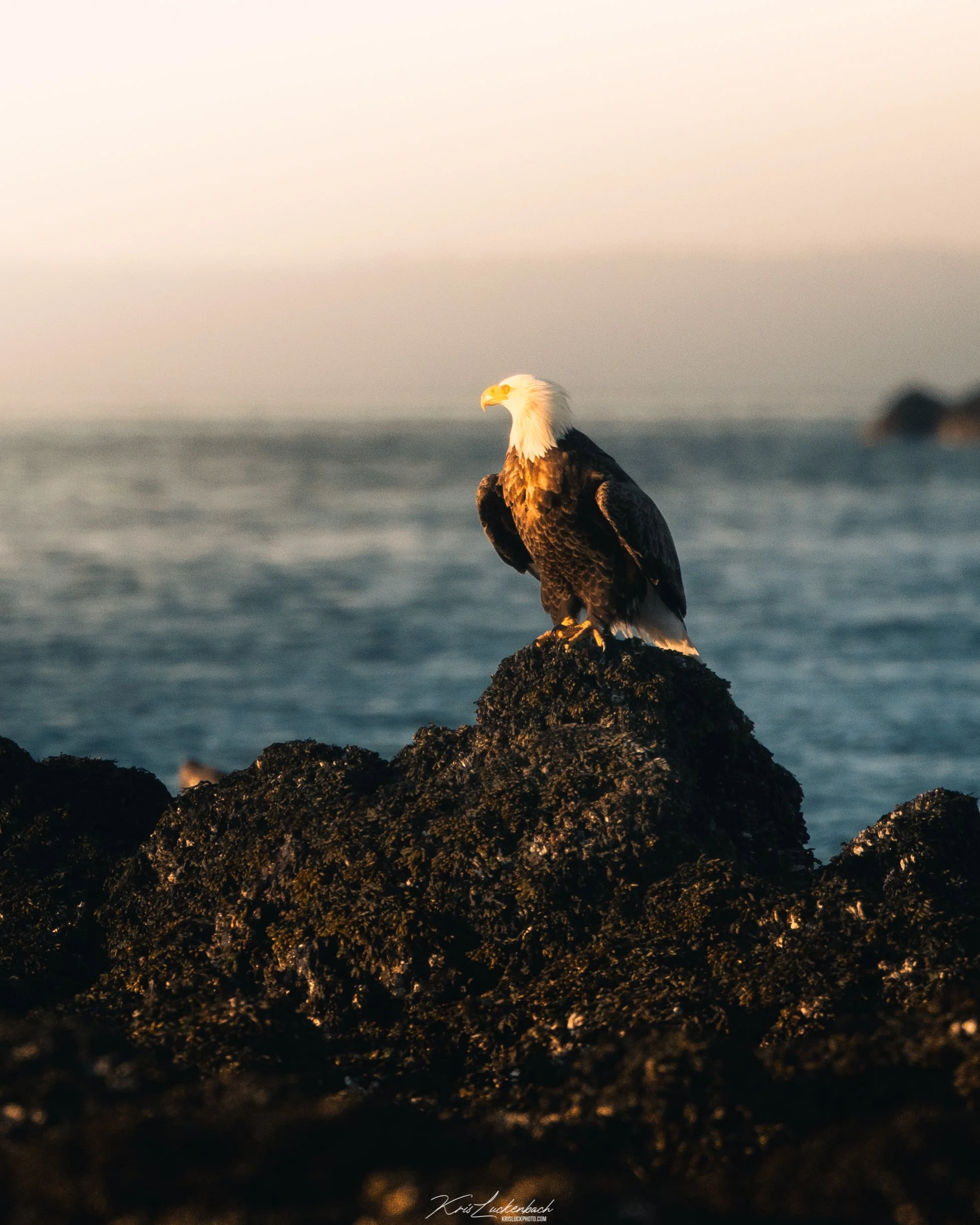 Bald Eagle - Chiniak.jpg
