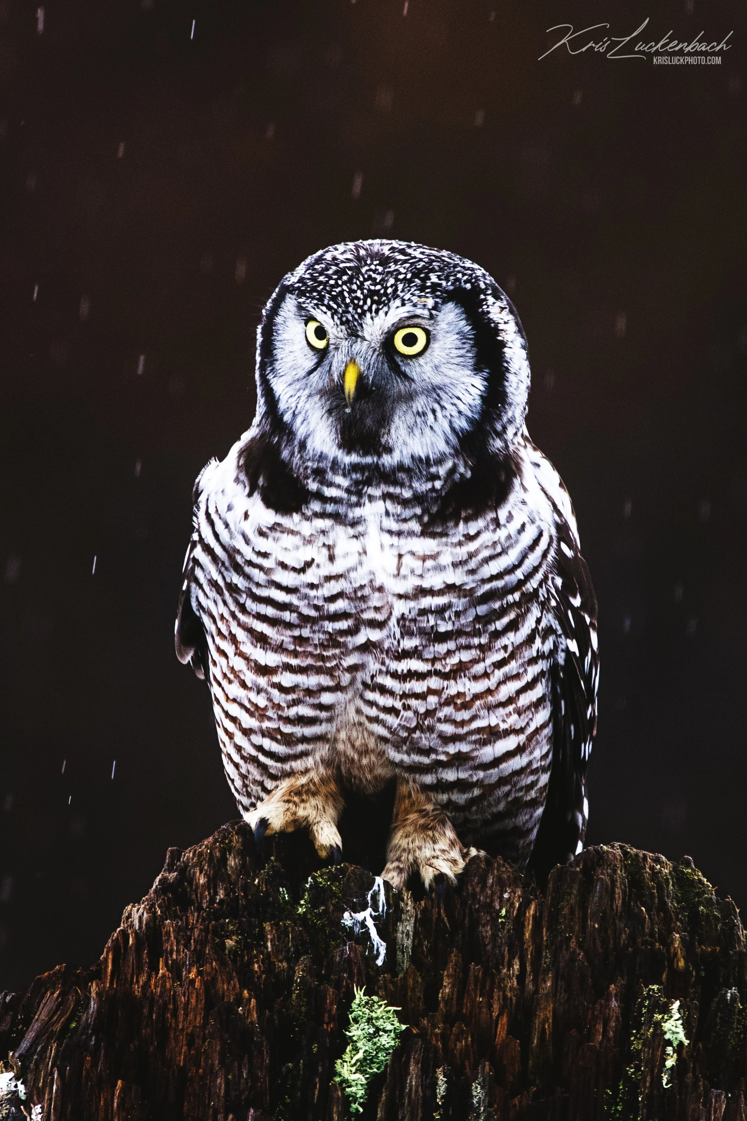 Northern Hawk Owl.jpg