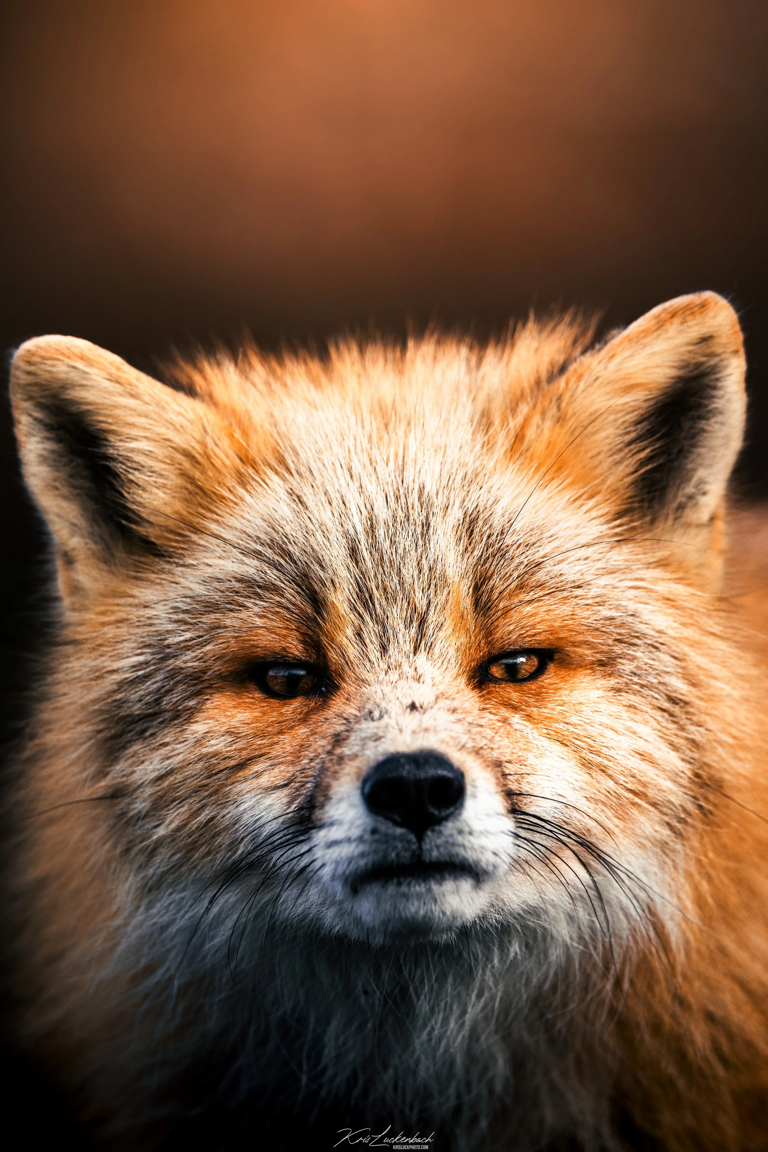 Red Fox Portrait.jpg