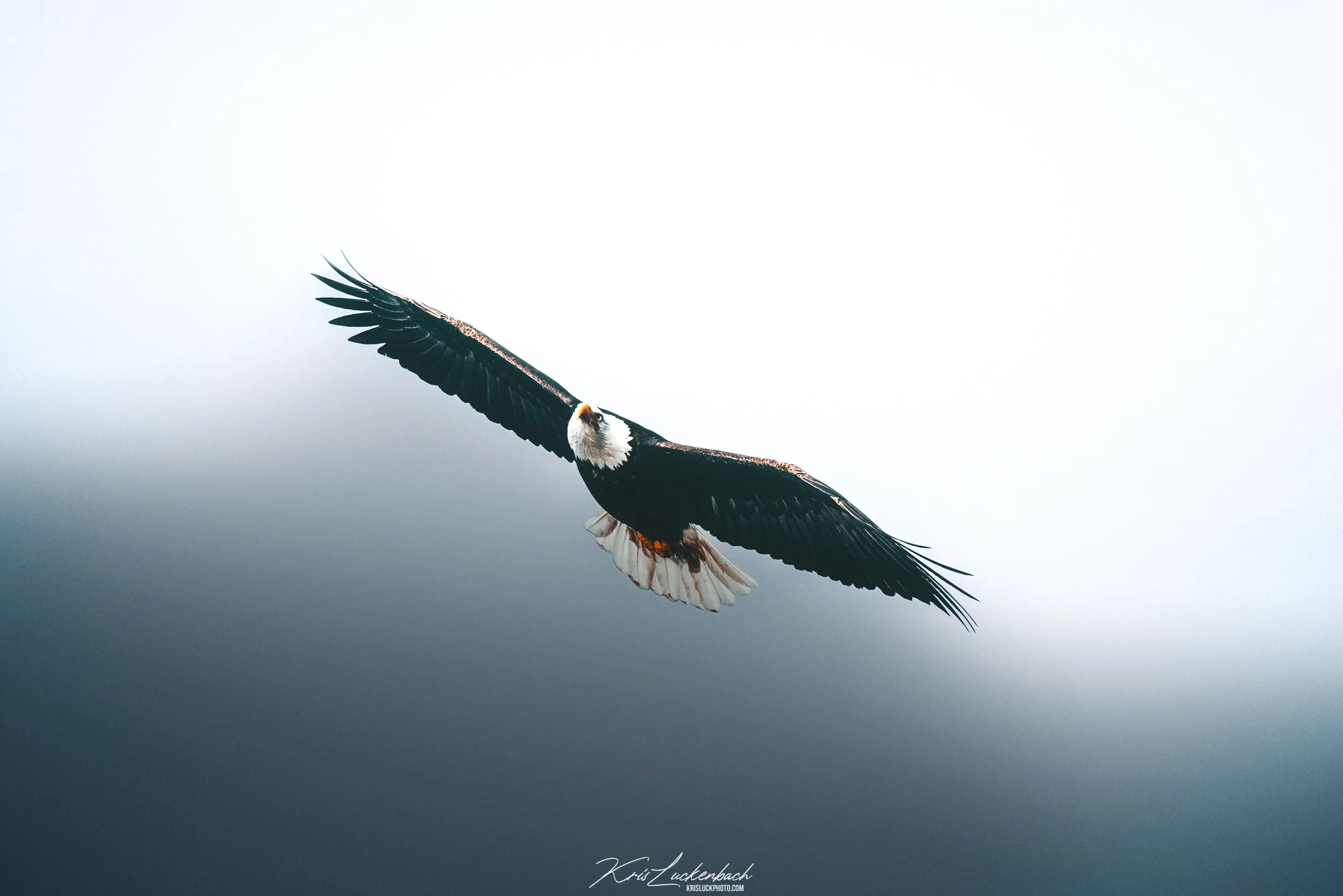 Bald Eagle in FLight.jpg