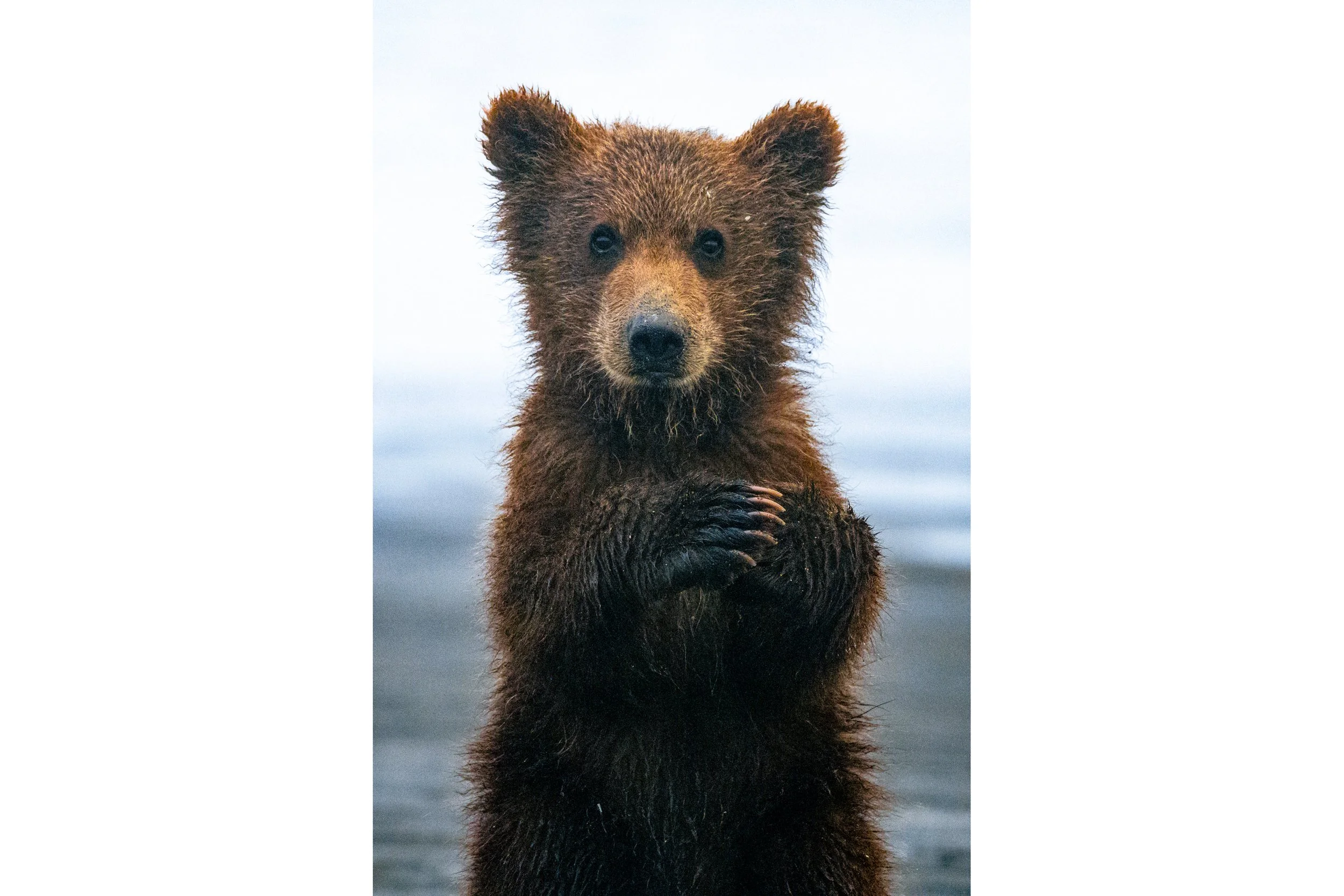 COY (Cuteness of the Year)