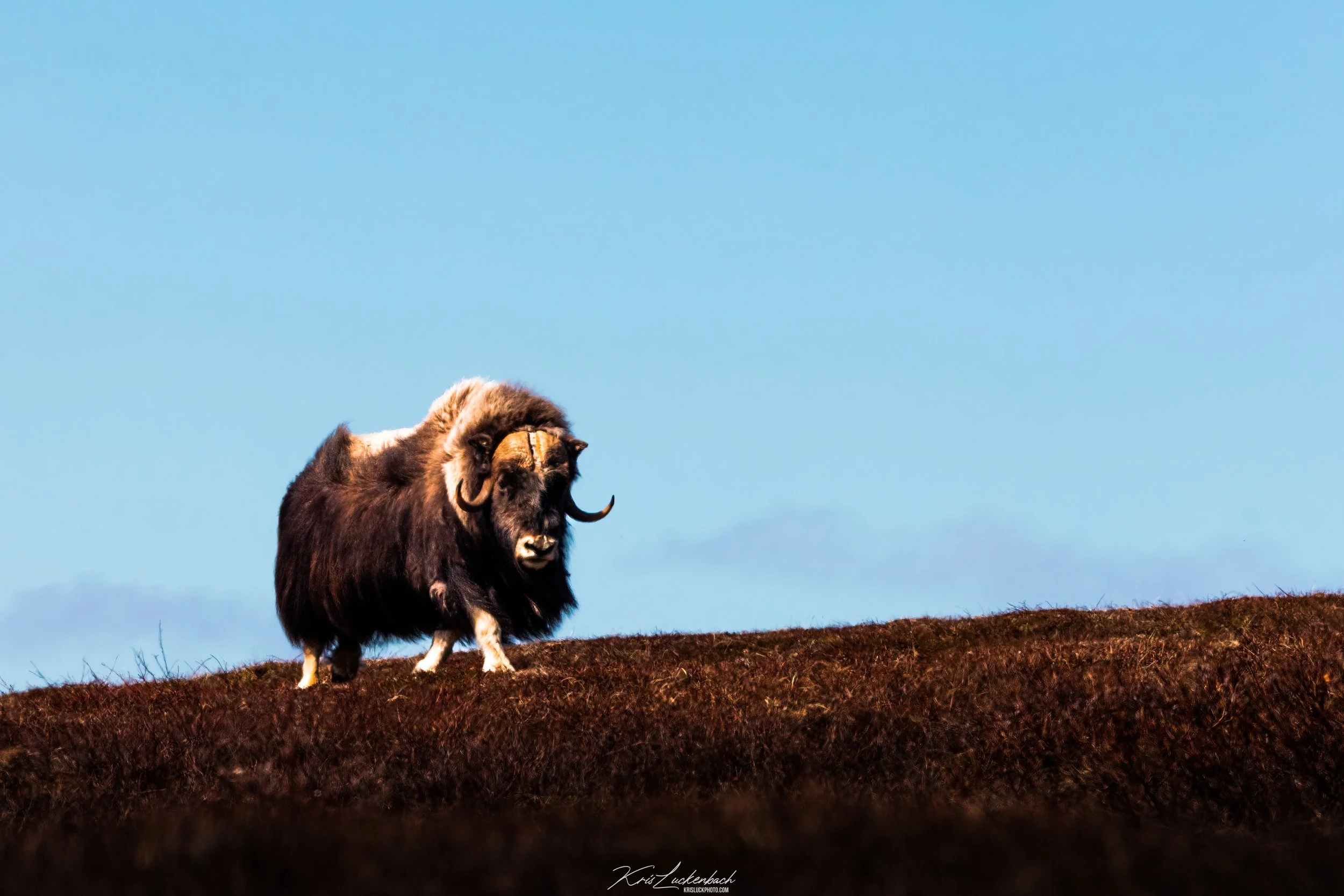Musk Ox.jpg
