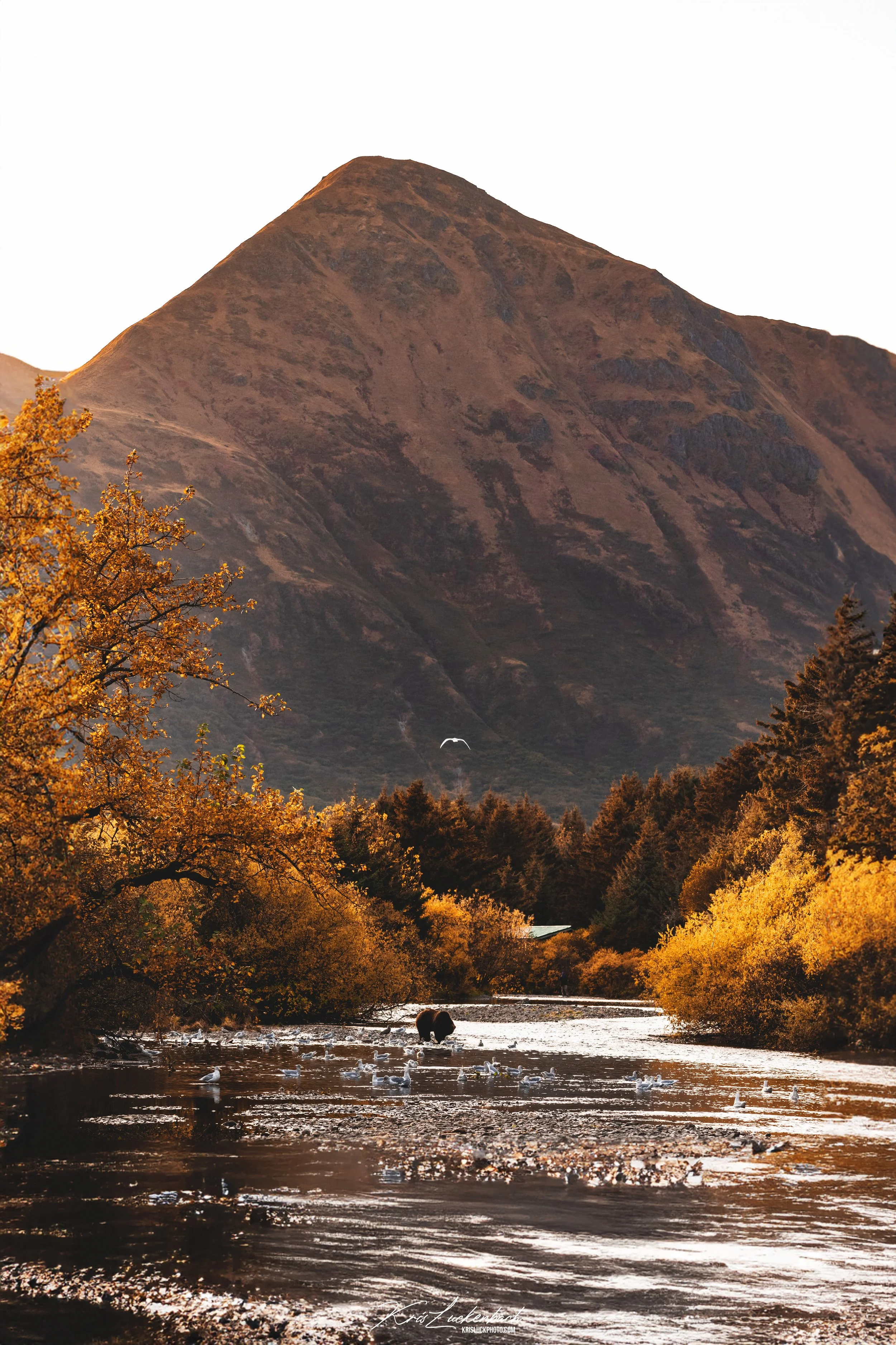Buskin River Bear.jpg