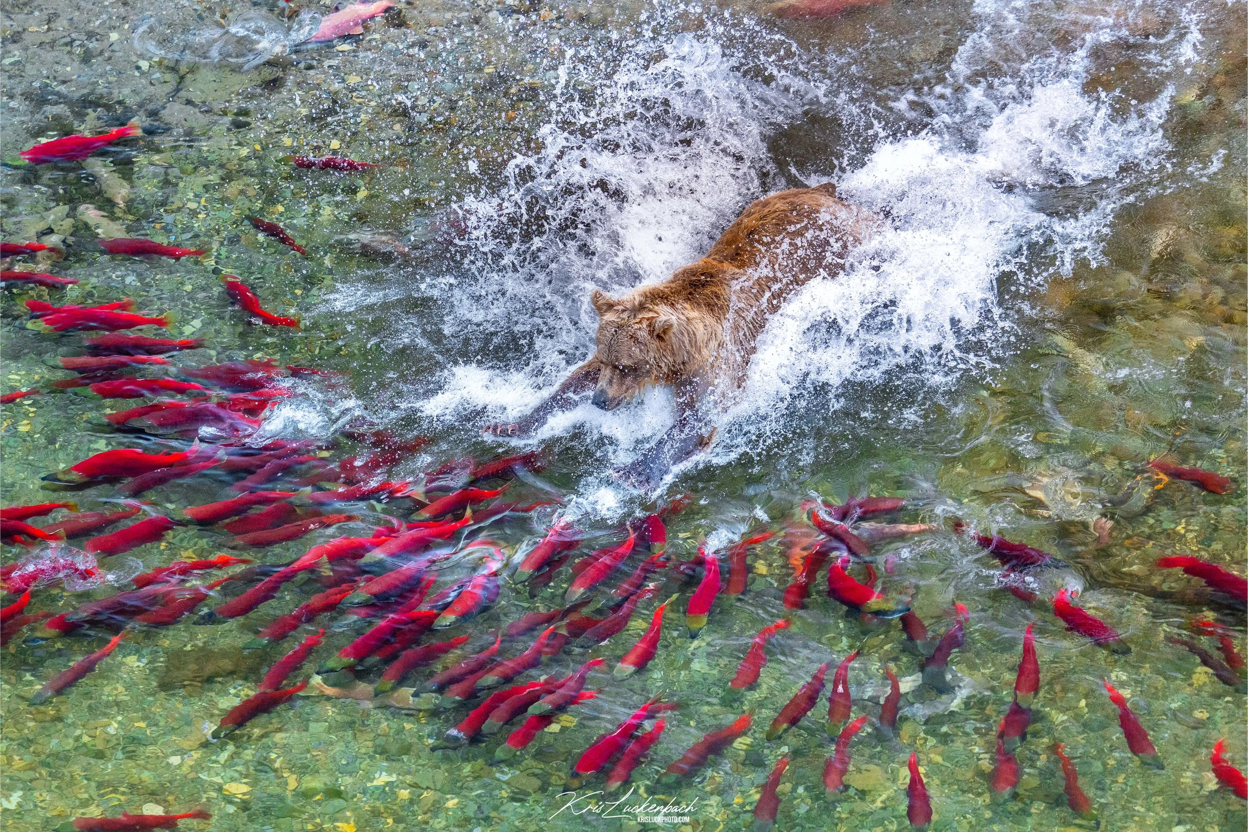 dive.jpg