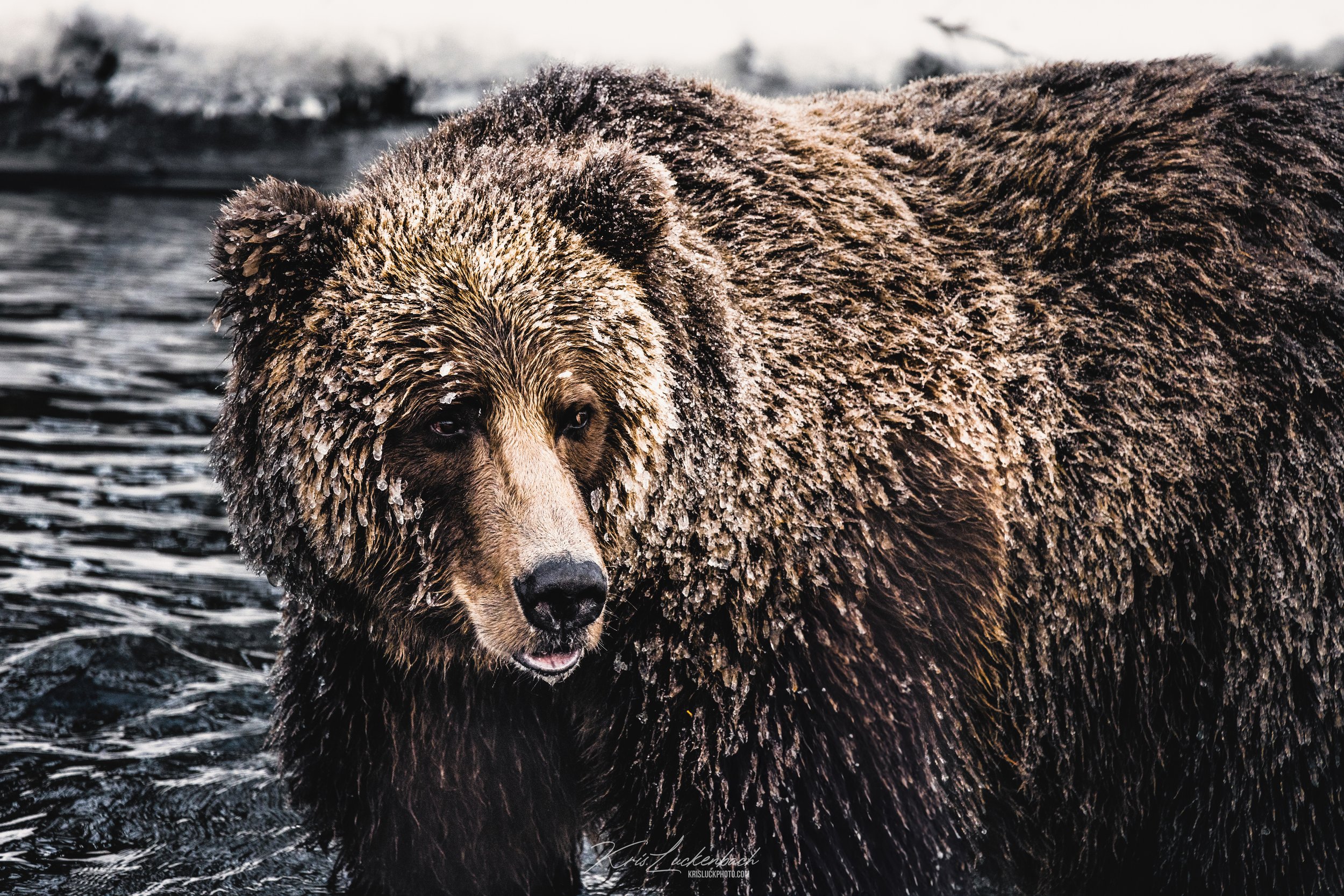 Kodiak Ice.jpg