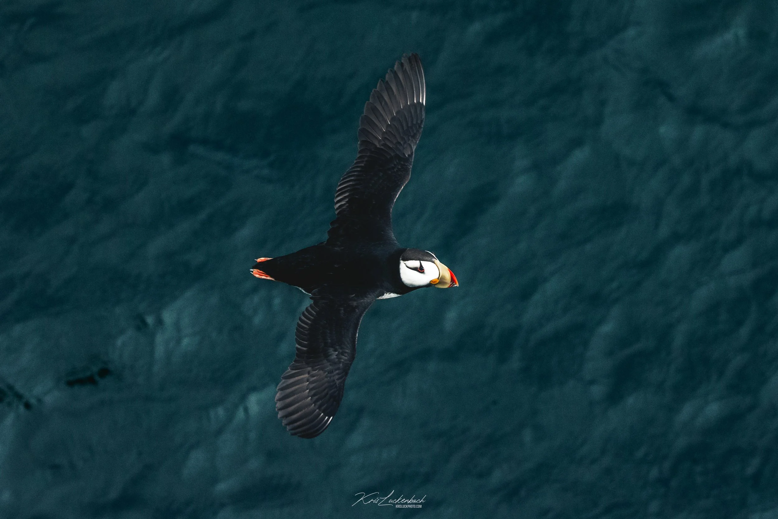 Puffin Top Down View.jpg