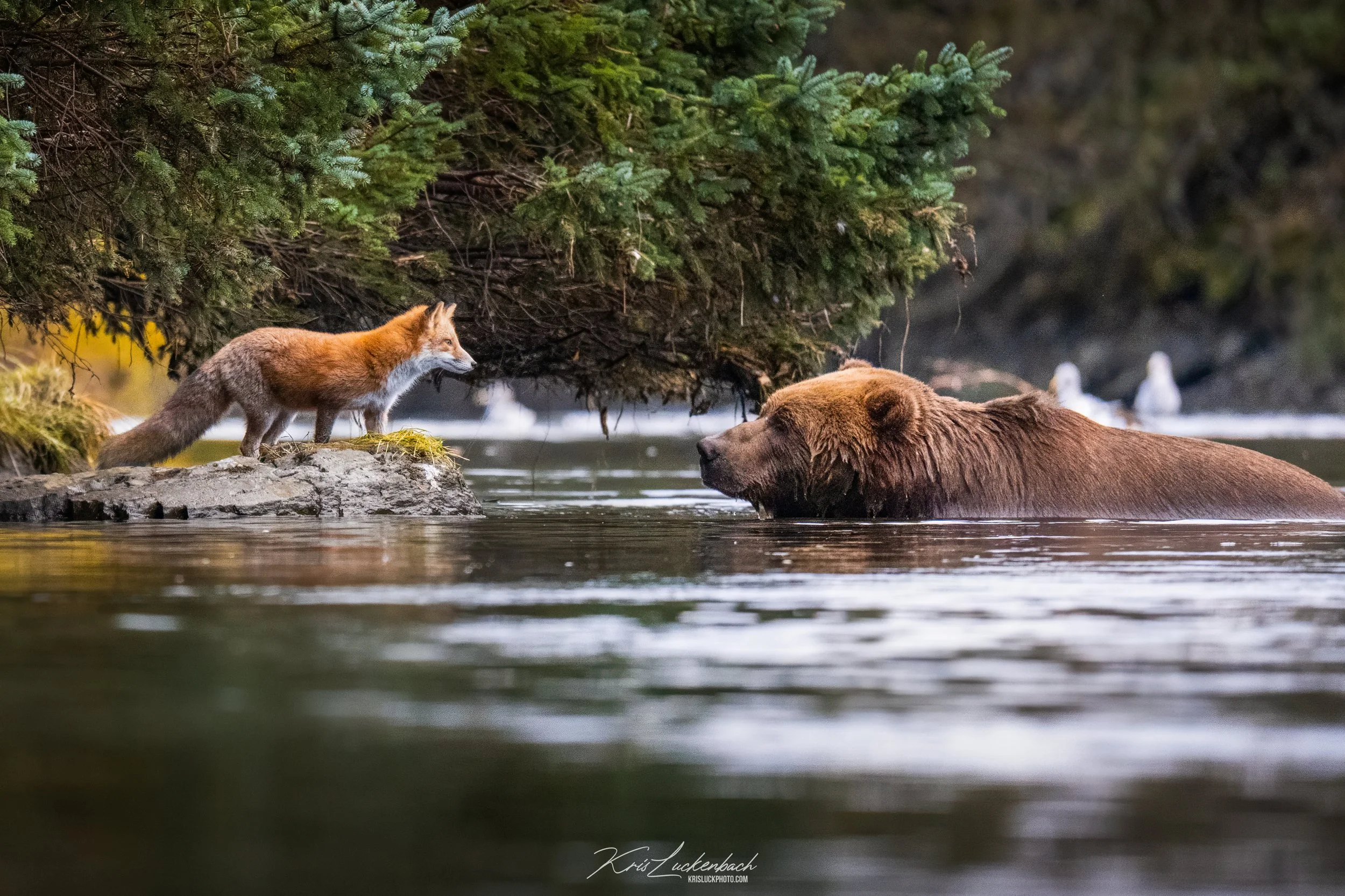 Fox and Bear.jpg