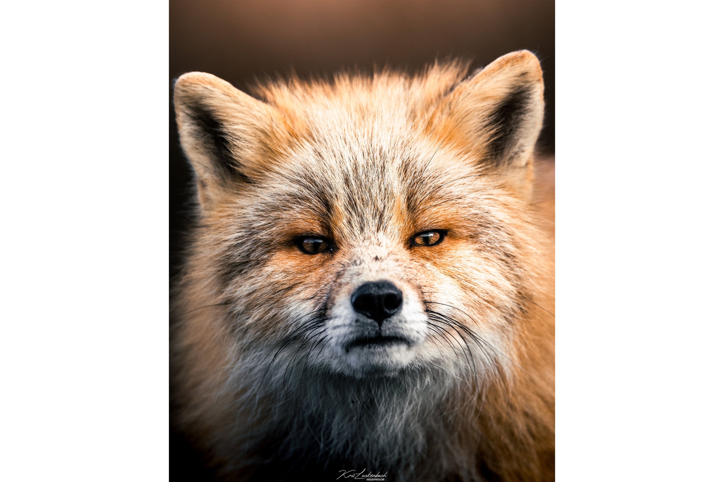 foxx.jpg