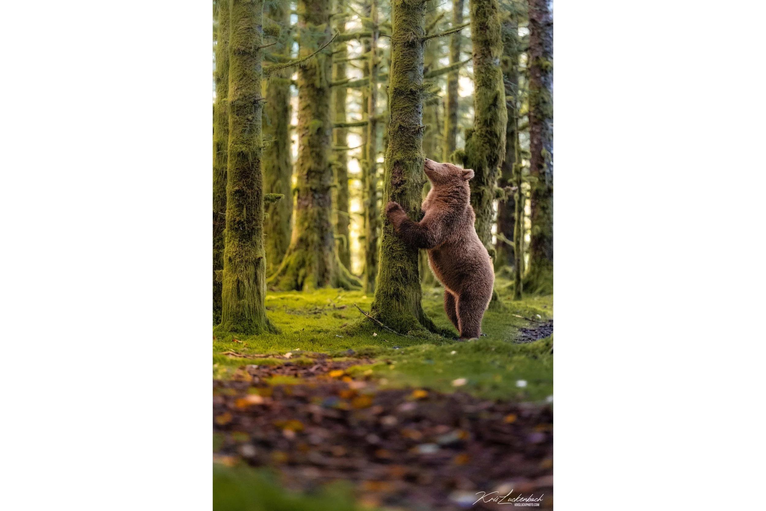 bear standing against tree.jpg