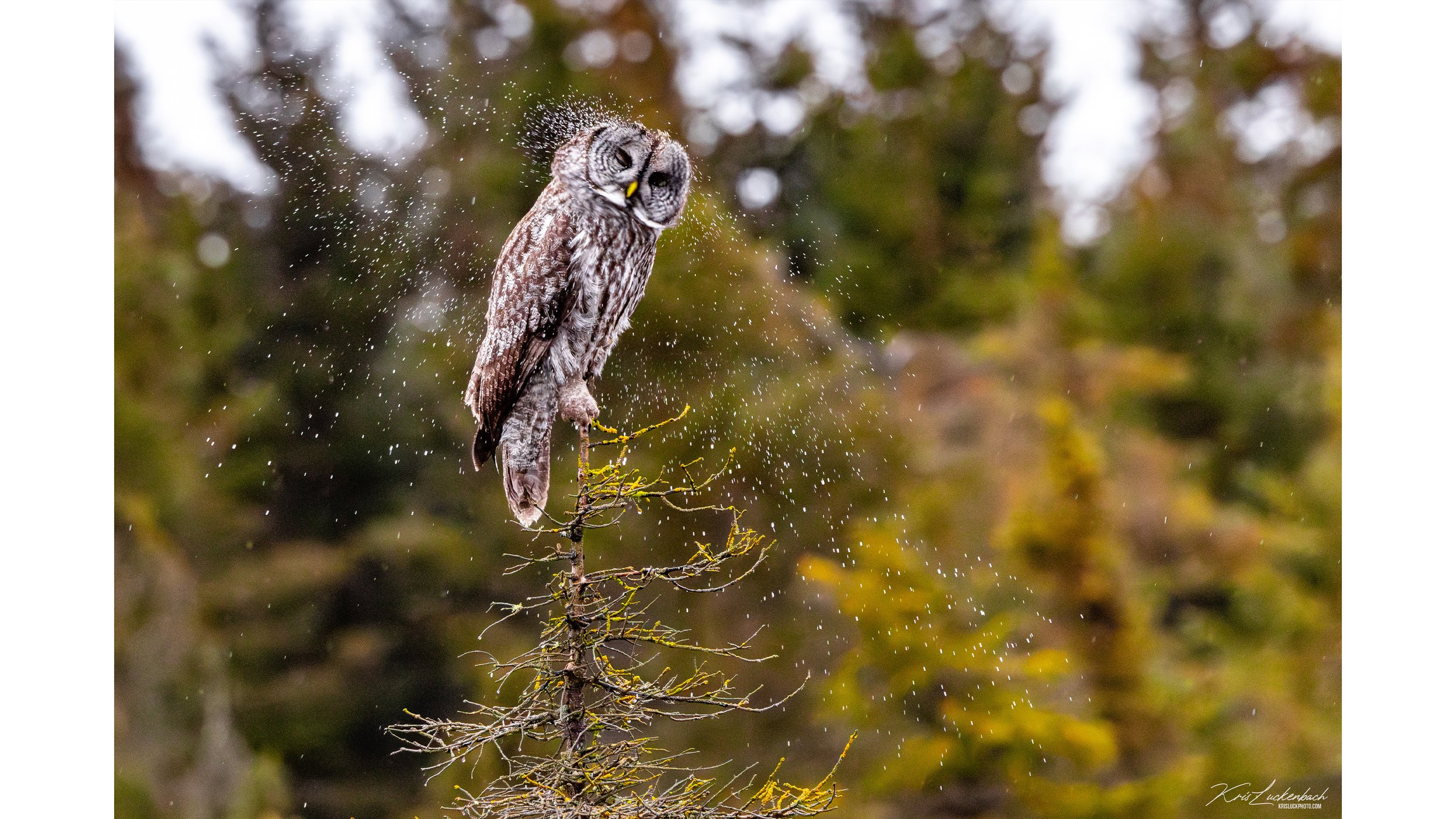 owl.jpg